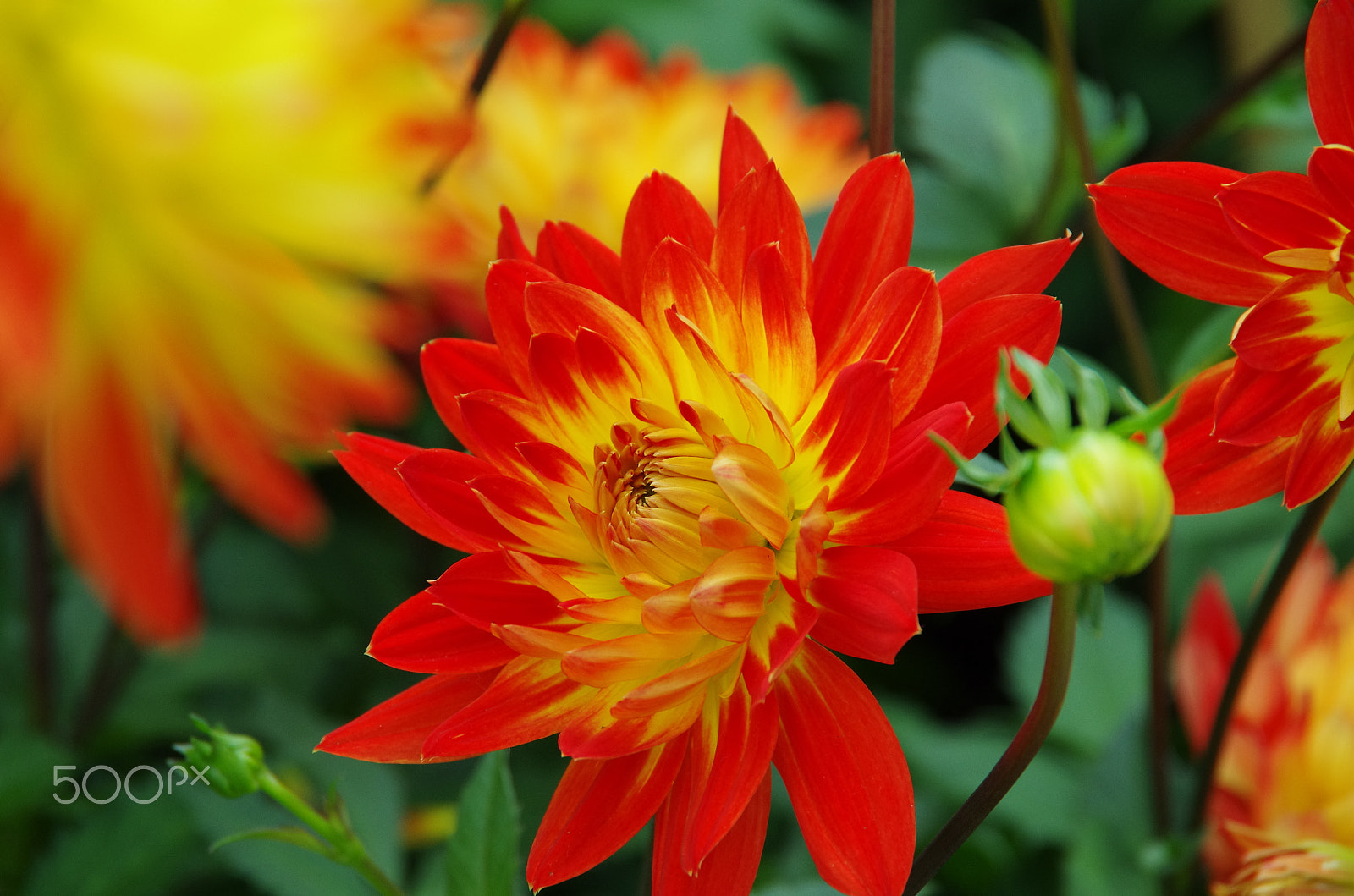 Pentax K-5 sample photo. Bashful beauty photography