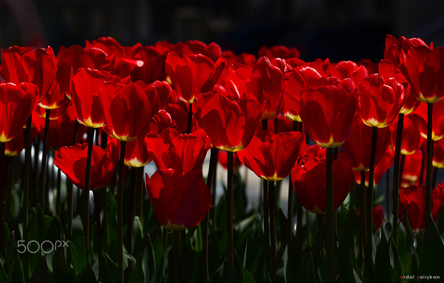 Sigma 105mm F2.8 EX DG OS HSM sample photo. Red photography