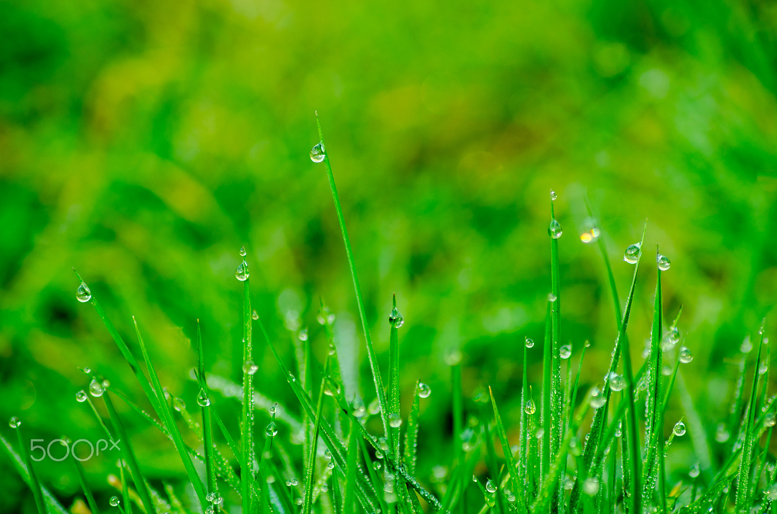 Nikon D5100 sample photo. Grass with morning dew photography