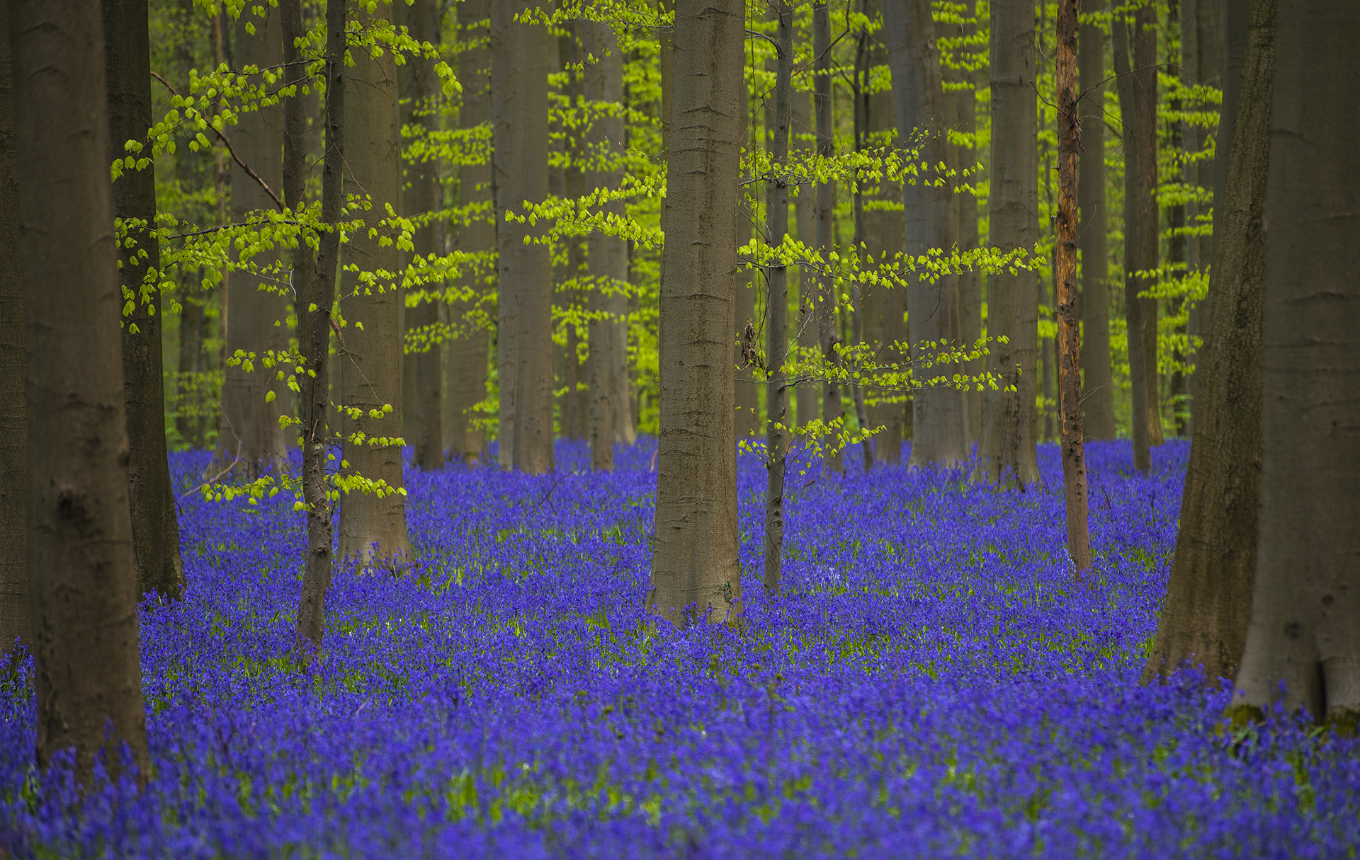 Nikon D800 sample photo. Hallerbos photography
