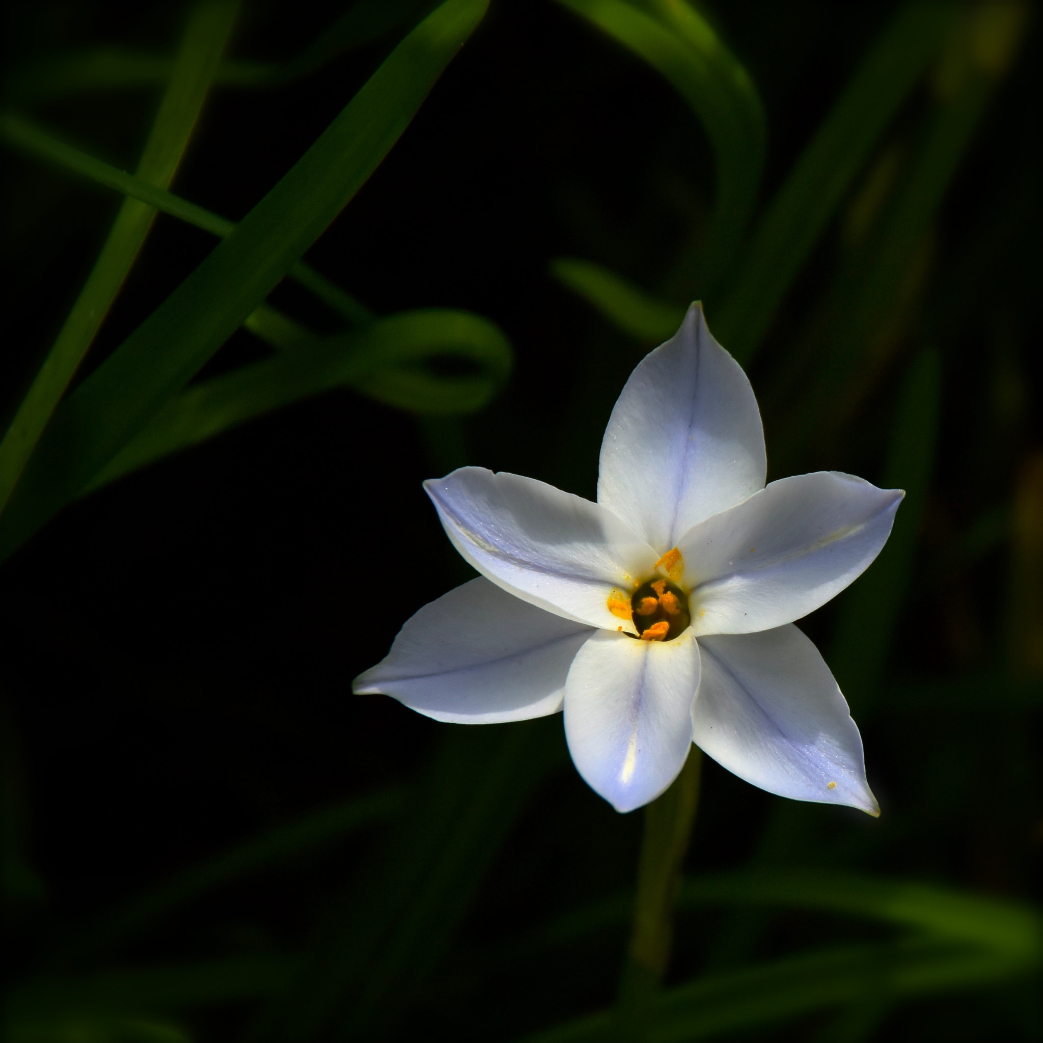 Nikon 1 V3 sample photo. Hush now photography
