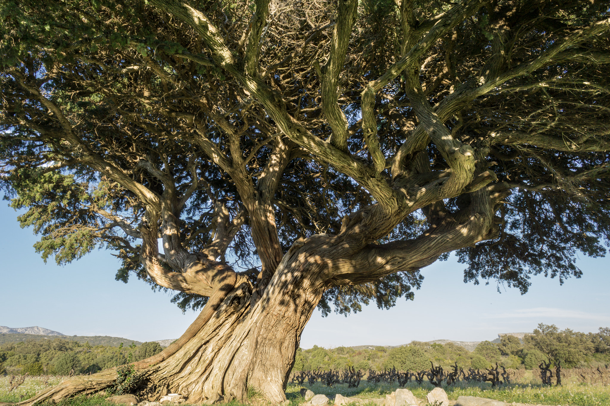 Sony a6000 + Sony E 16mm F2.8 sample photo. Tree photography