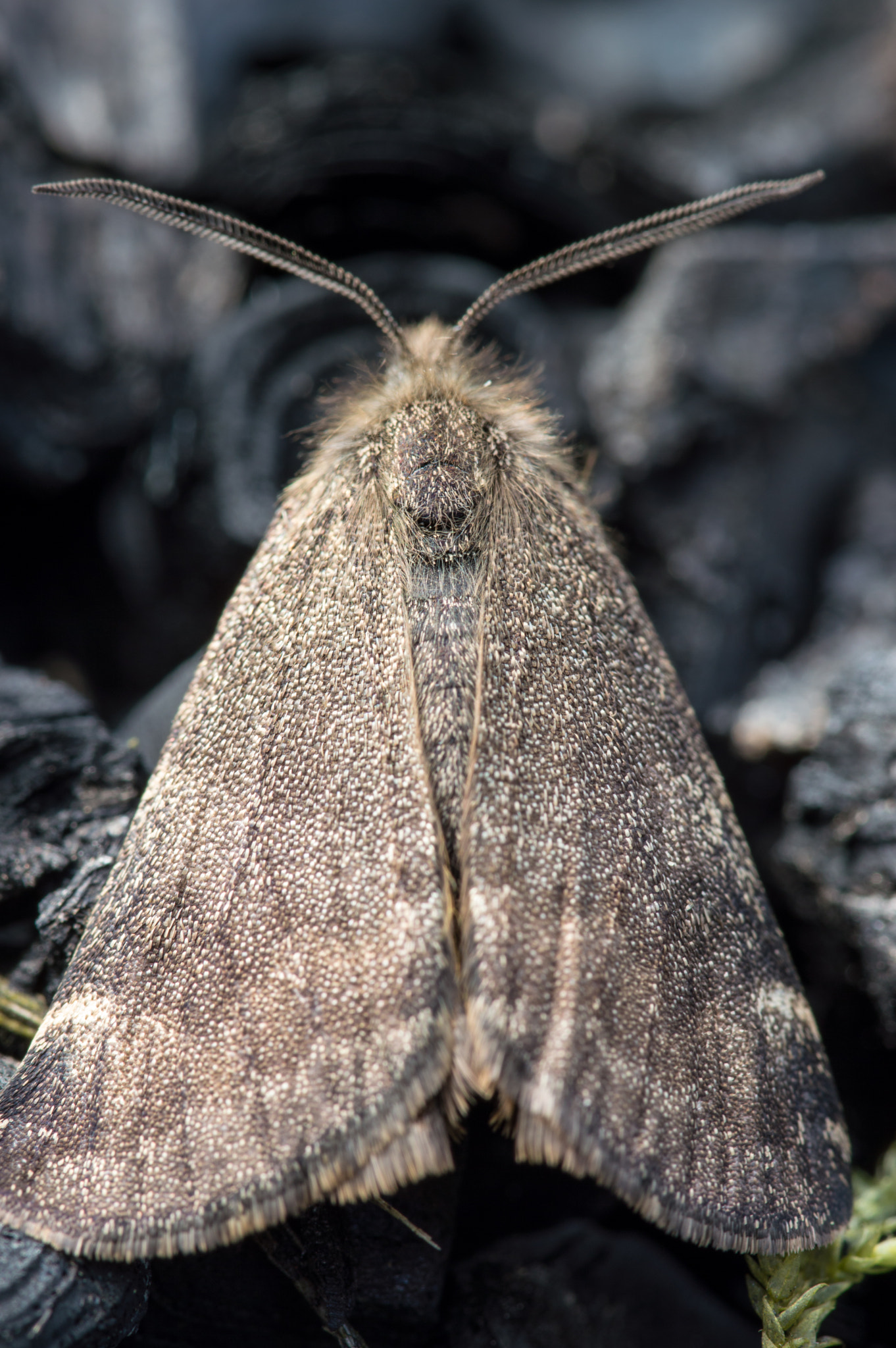 Sigma 105mm F2.8 EX DG OS HSM sample photo. Orange underwing photography
