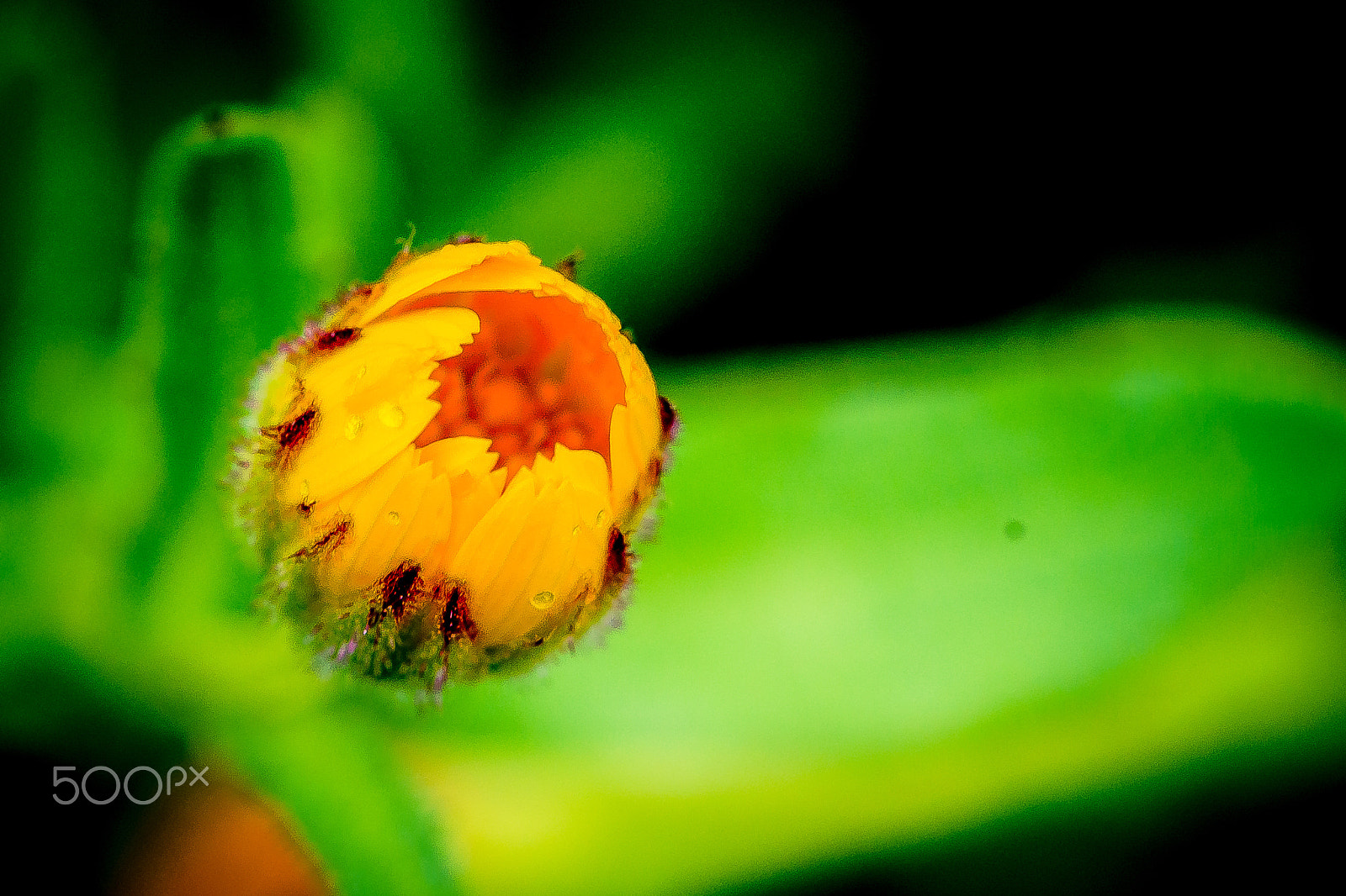 Sigma 105mm F2.8 EX DG OS HSM sample photo. Sleeping beauty photography