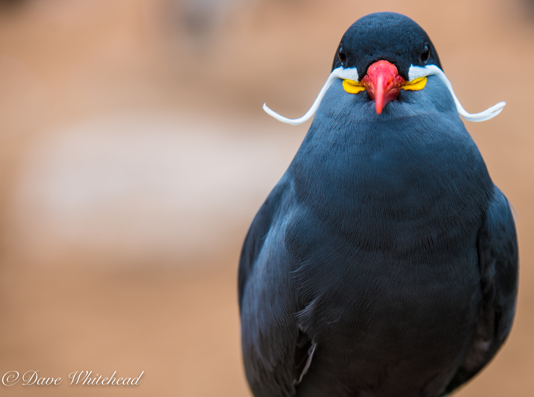 Sigma 70-200mm F2.8 EX DG OS HSM sample photo. Inca tern photography
