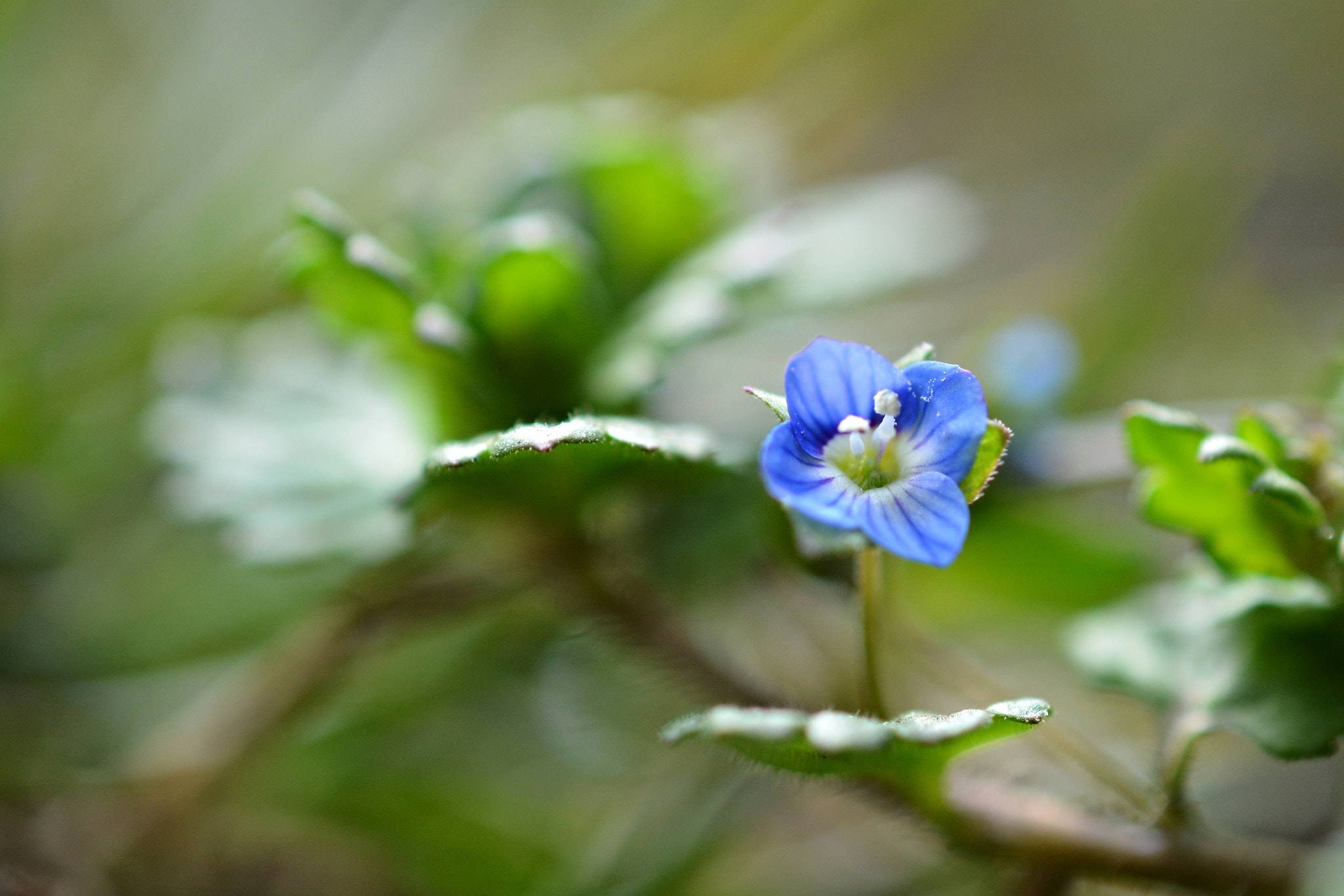 Nikon AF-S DX Micro Nikkor 40mm F2.8 sample photo. Rozrazil photography