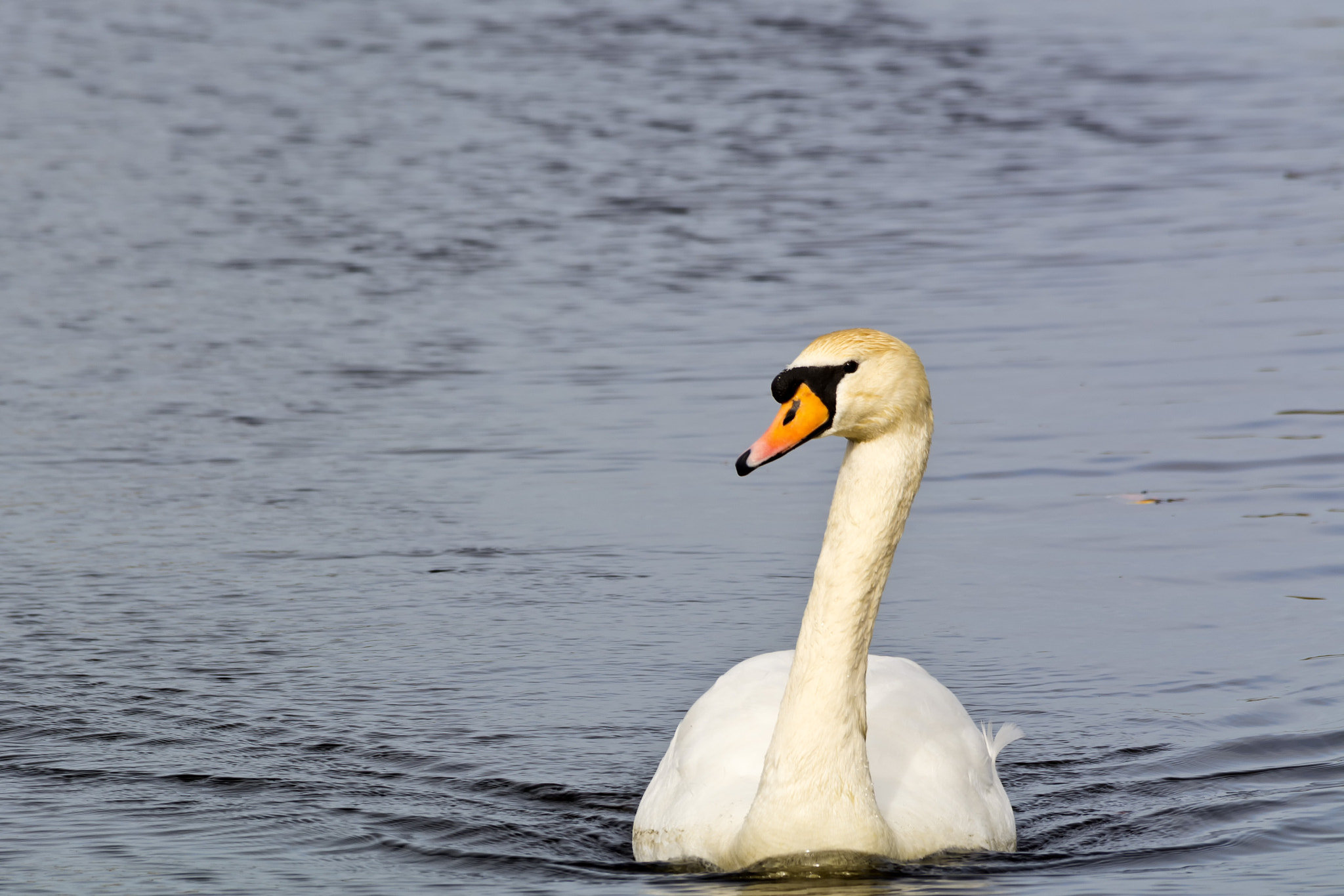Sigma 150-500mm F5-6.3 DG OS HSM sample photo. Making waves photography