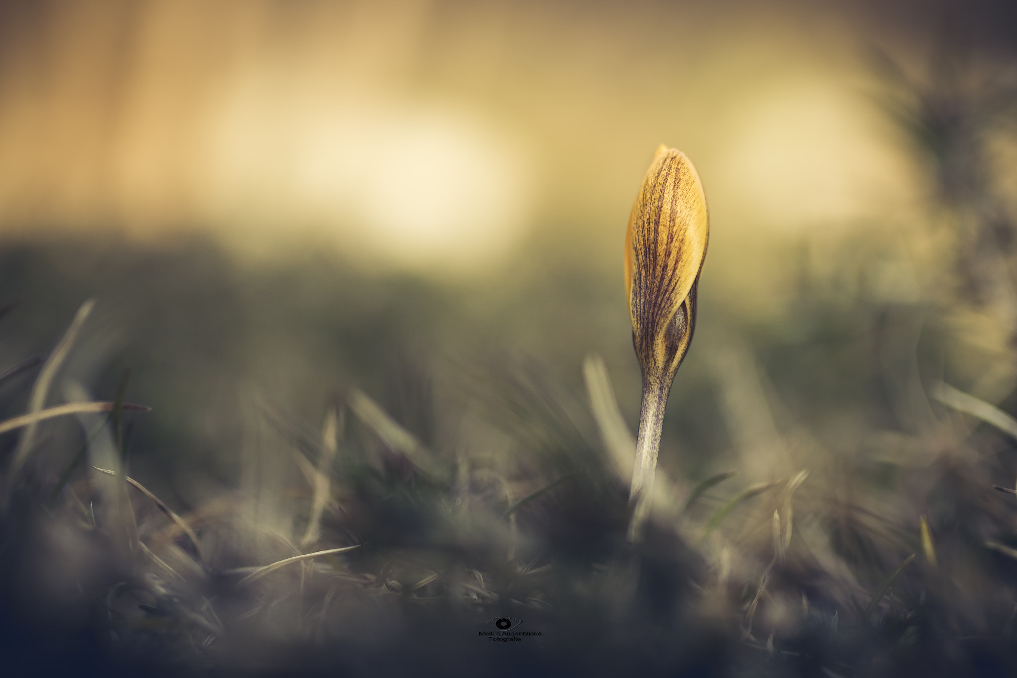 Sigma 35mm F1.4 DG HSM Art sample photo. Little beauty photography
