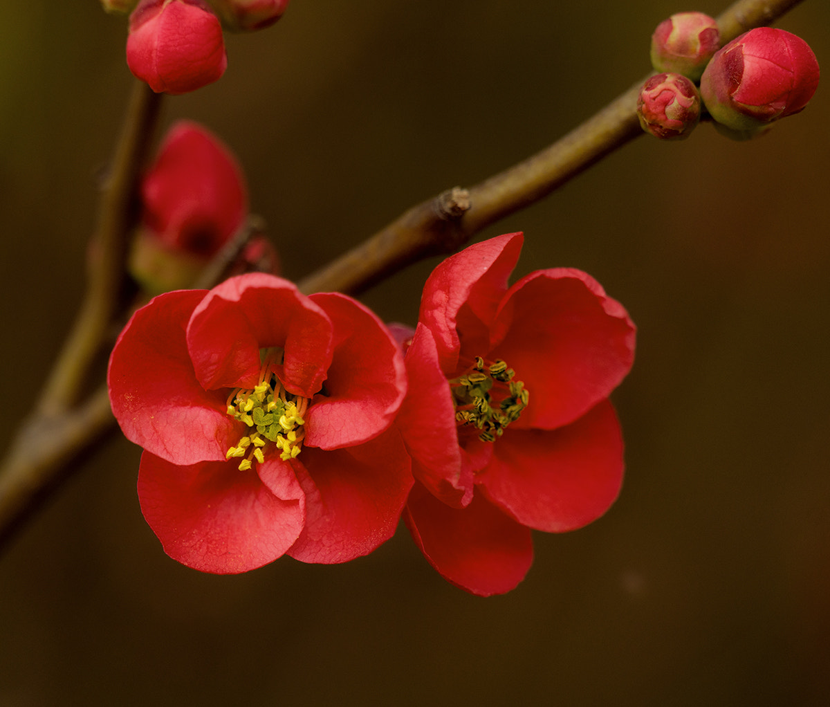 Sony FE 70-300mm F4.5-5.6 G OSS sample photo. Red flower photography