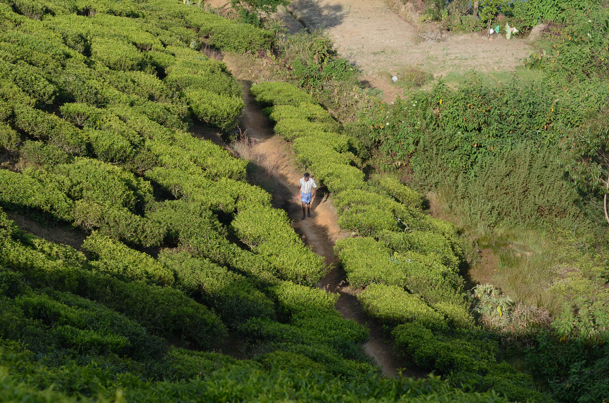 Nikon D7000 sample photo. Sri lanka photography