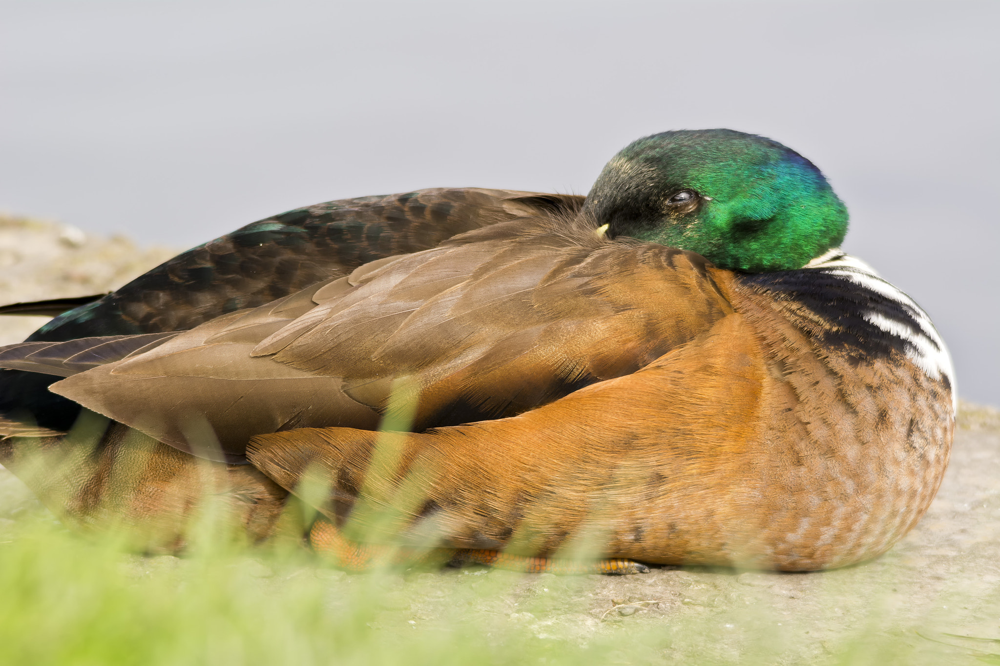 Sigma 150-500mm F5-6.3 DG OS HSM sample photo. Sleepy duck photography
