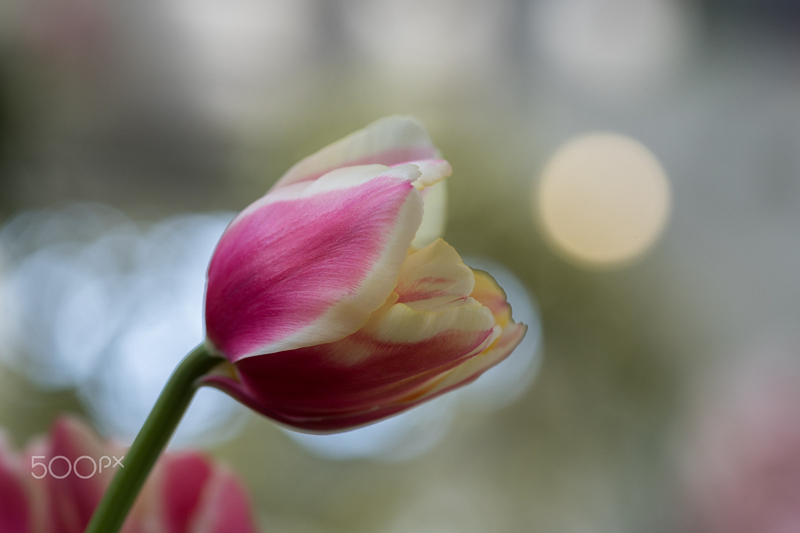Sony a7 II + Sony FE 90mm F2.8 Macro G OSS sample photo. Tulip :-) photography
