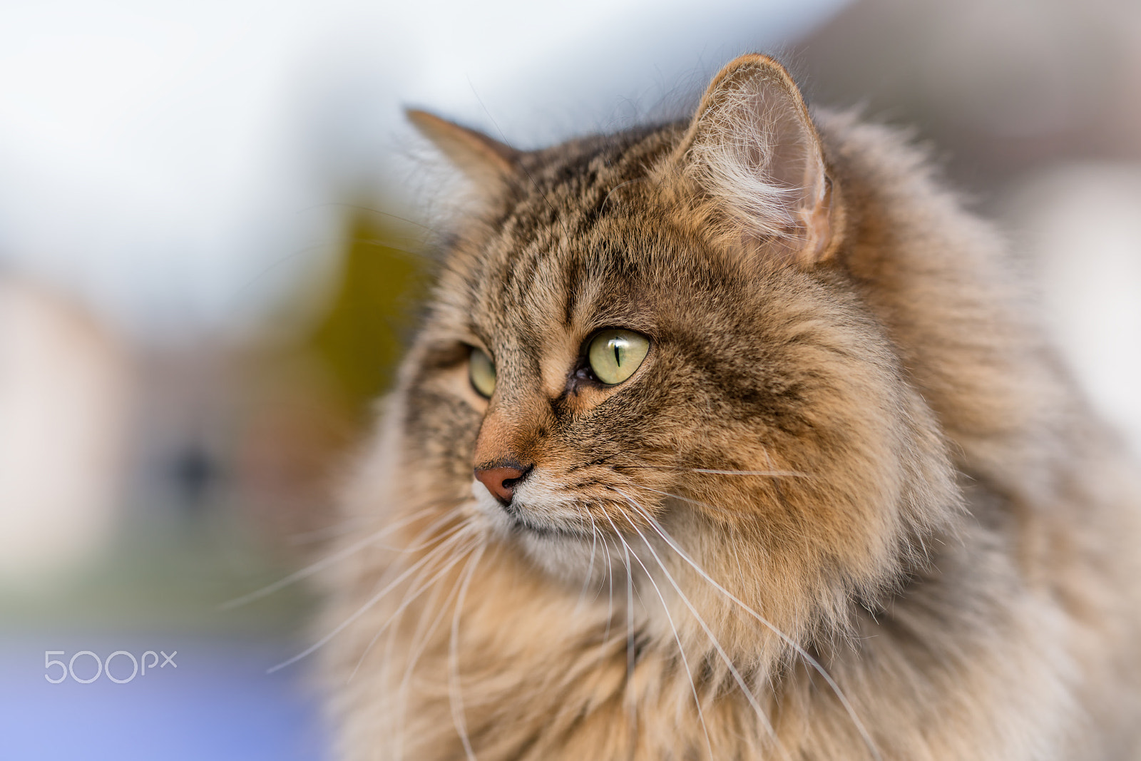 Sony a7R II + ZEISS Batis 85mm F1.8 sample photo. Lilly my cat photography