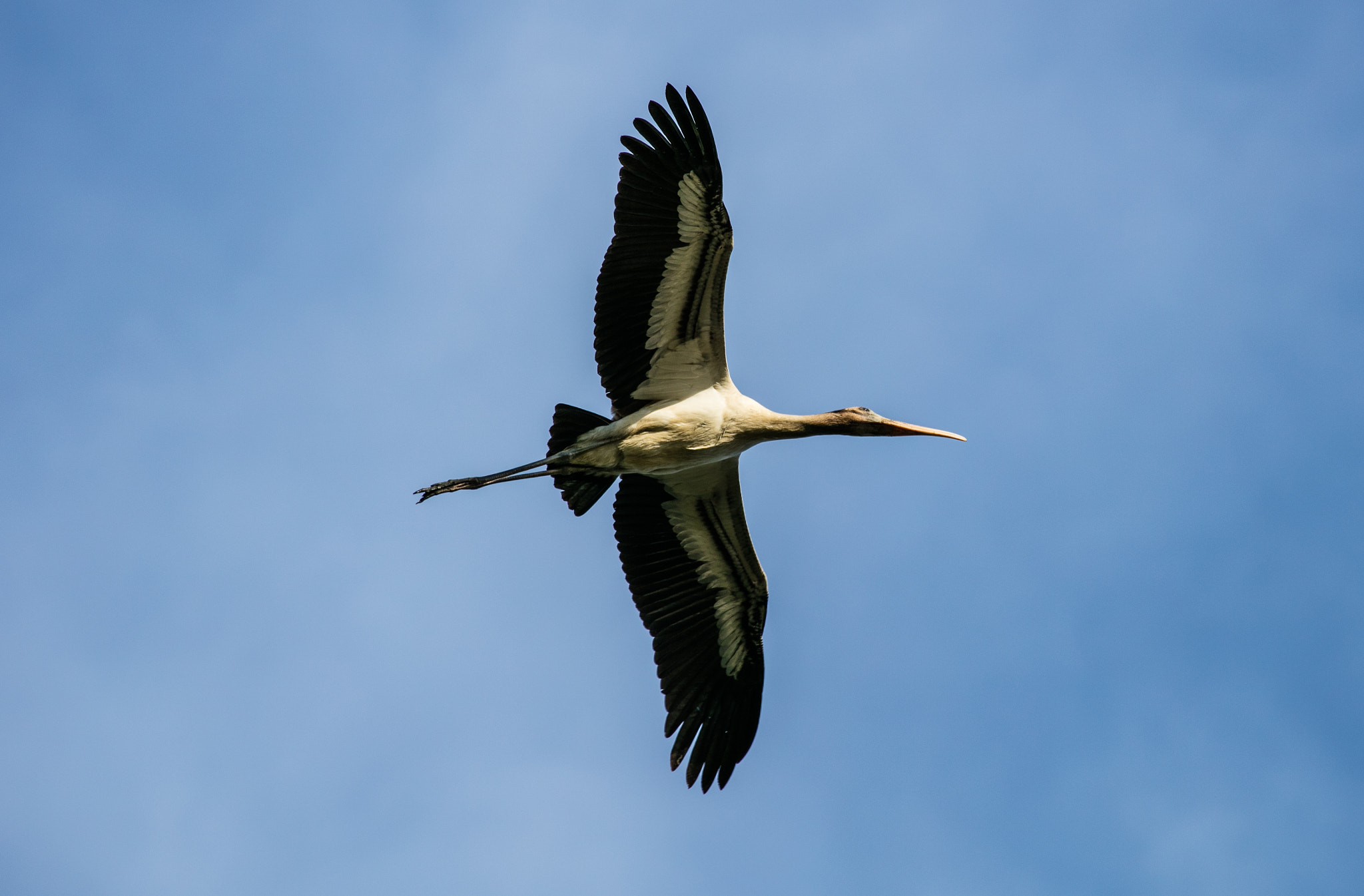 Canon EOS 5DS R + Canon EF 100-400mm F4.5-5.6L IS USM sample photo. Woodstork majesty photography