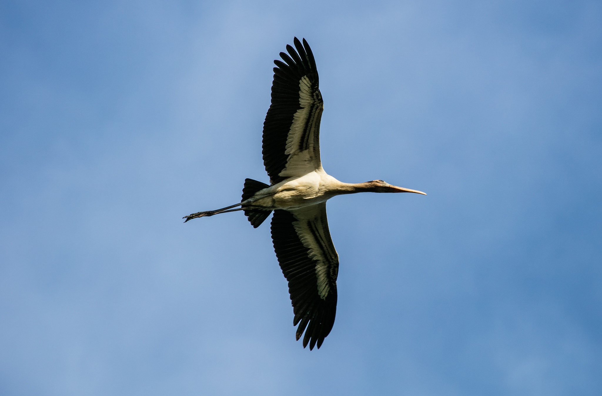 Canon EF 100-400mm F4.5-5.6L IS USM sample photo. Woodstork majesty photography
