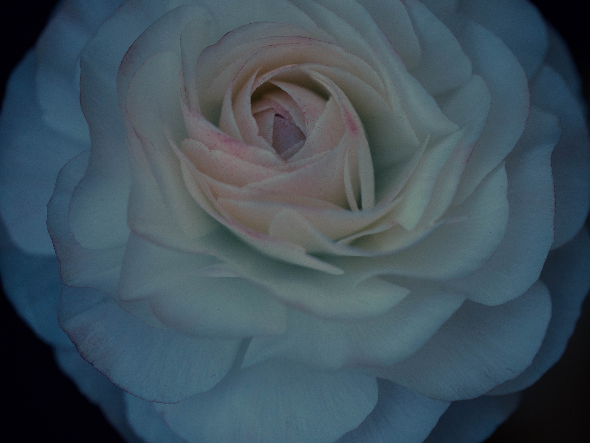 Panasonic Leica DG Macro-Elmarit 45mm F2.8 ASPH OIS sample photo