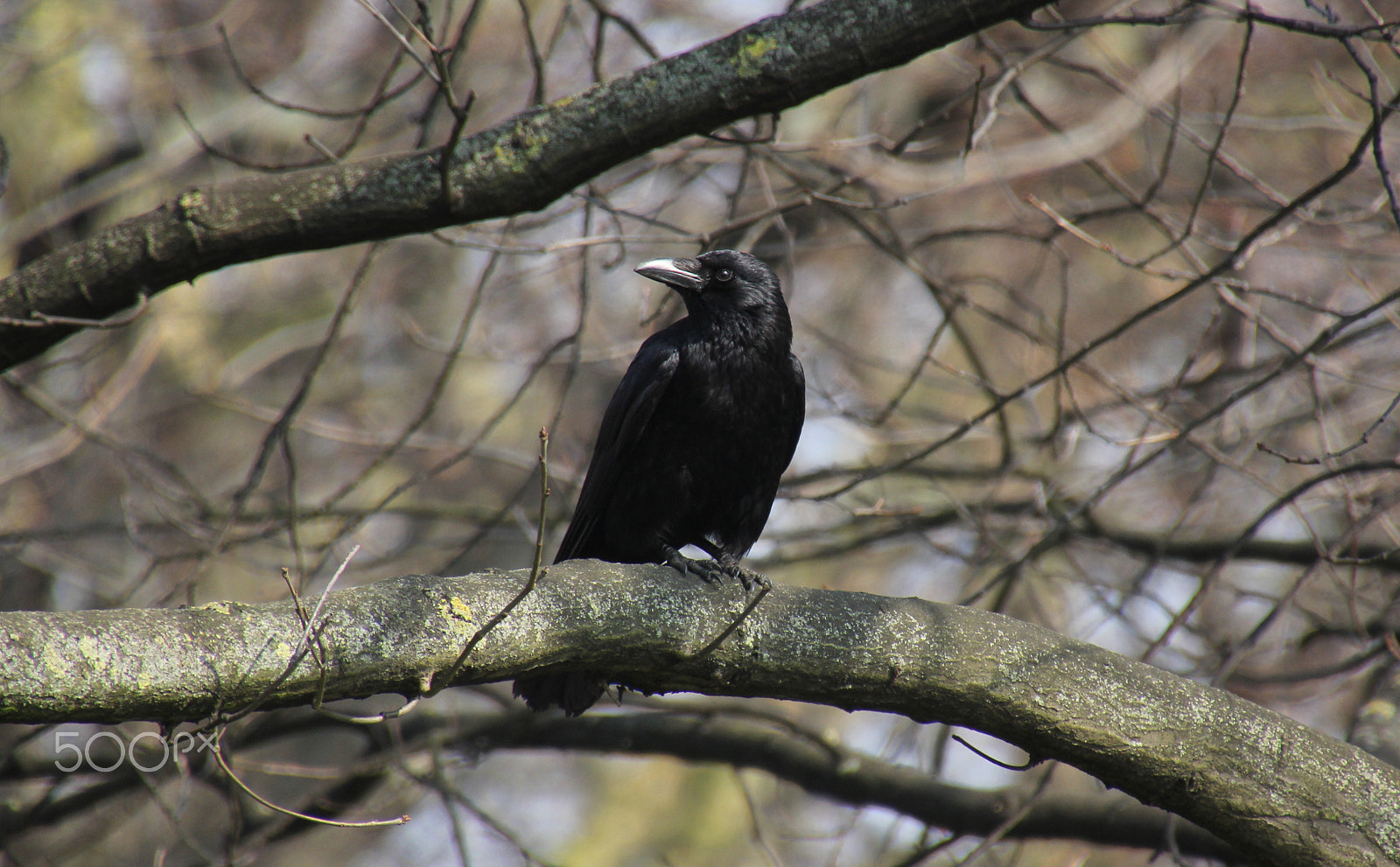 Canon EOS 60D sample photo. Tasmanian raven photography