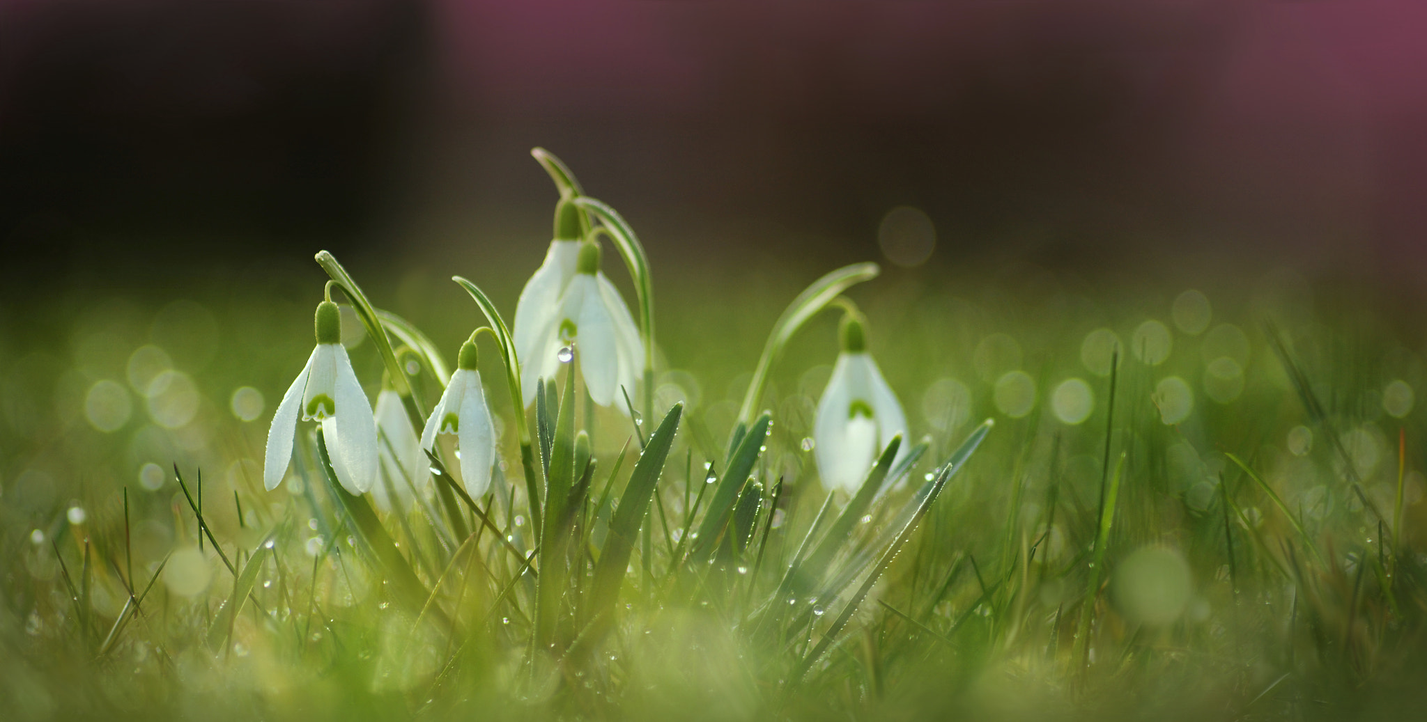 Pentax K-50 + smc PENTAX-FA MACRO 100mm F3.5 sample photo. °morning.awakening° photography