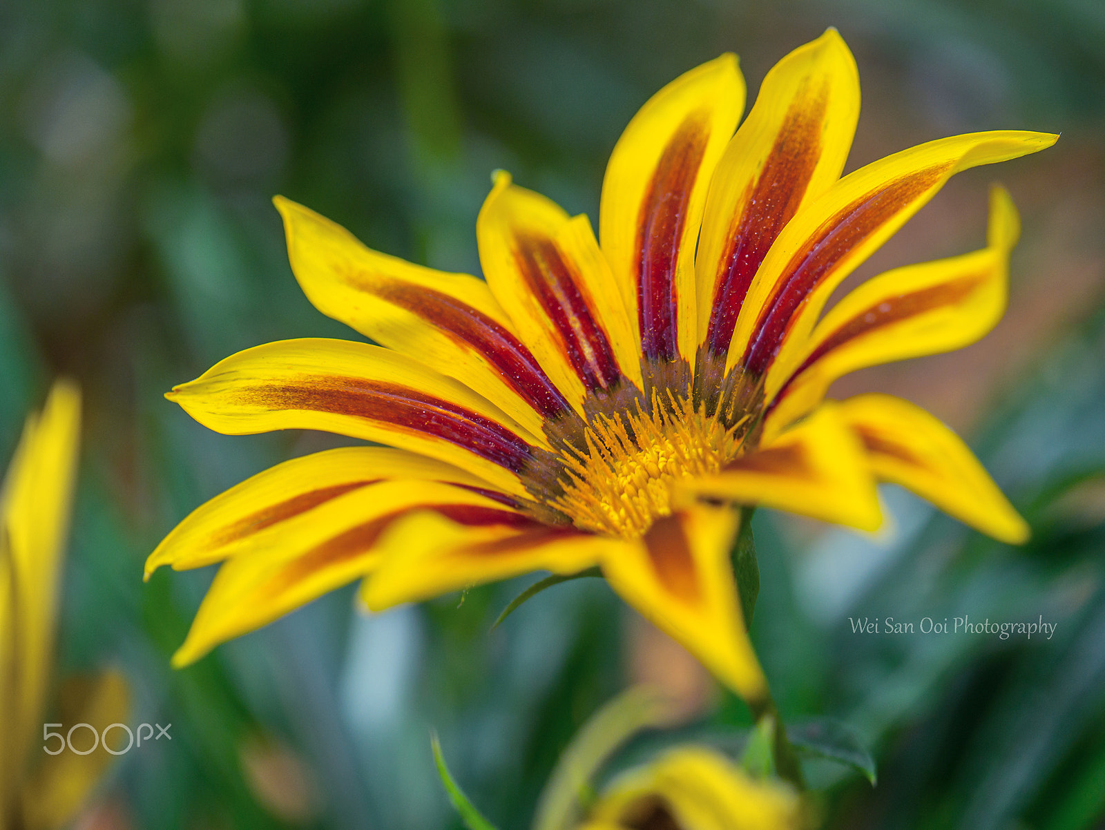 Panasonic Lumix DMC-GX7 sample photo. Summer garden 06 photography