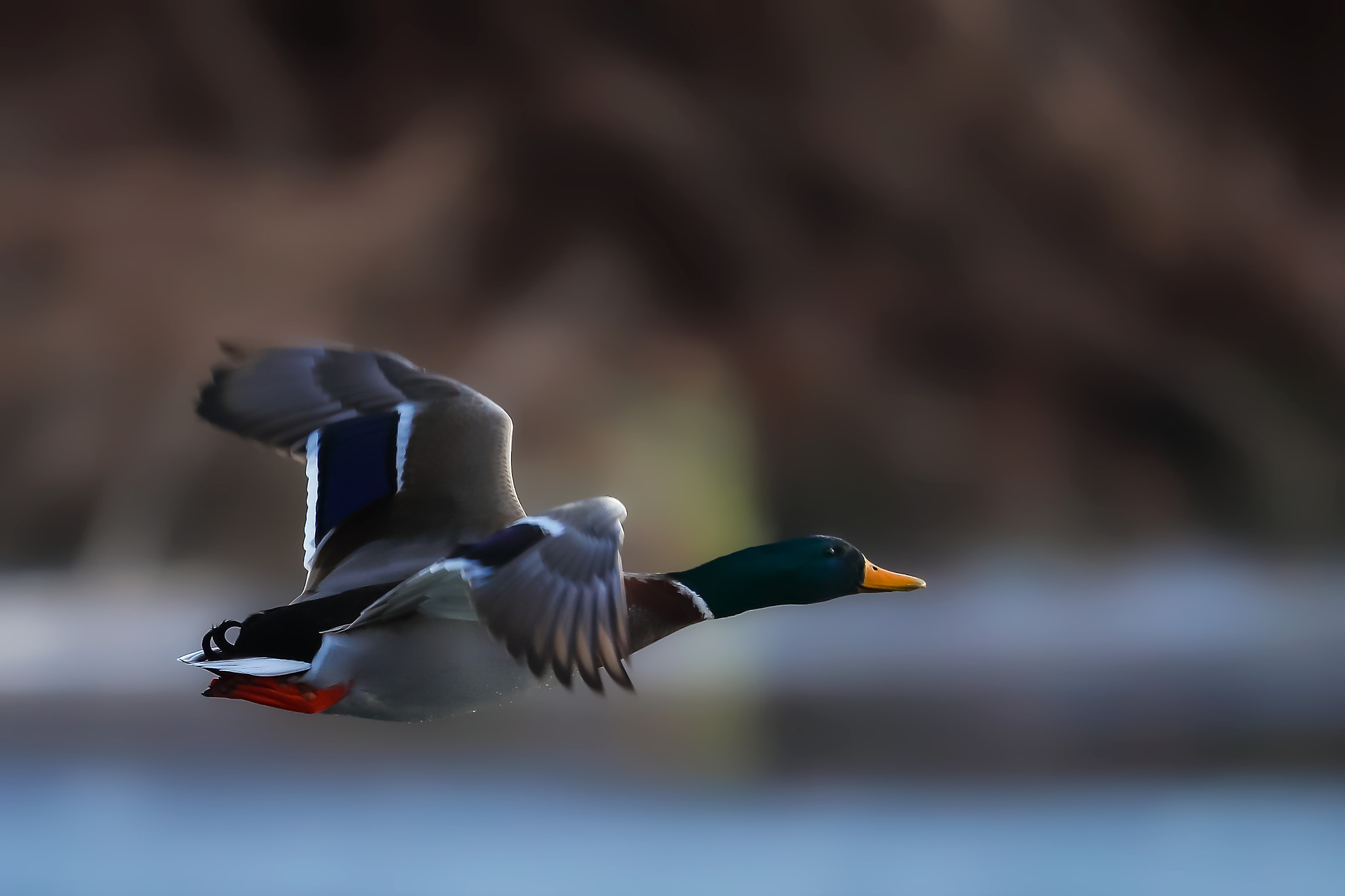 Canon EF 400mm F2.8L IS II USM sample photo. Duck... photography