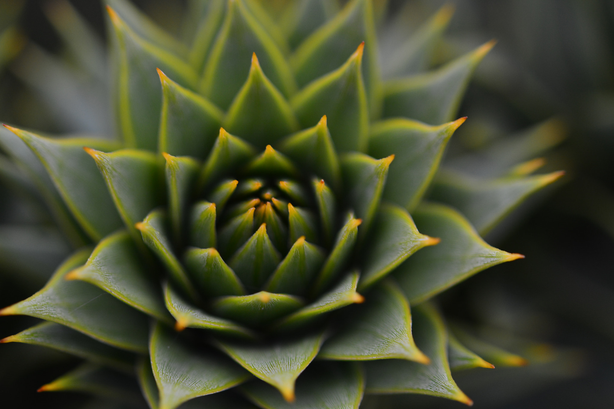 Sigma 105mm F2.8 EX DG OS HSM sample photo. Sempervivum photography