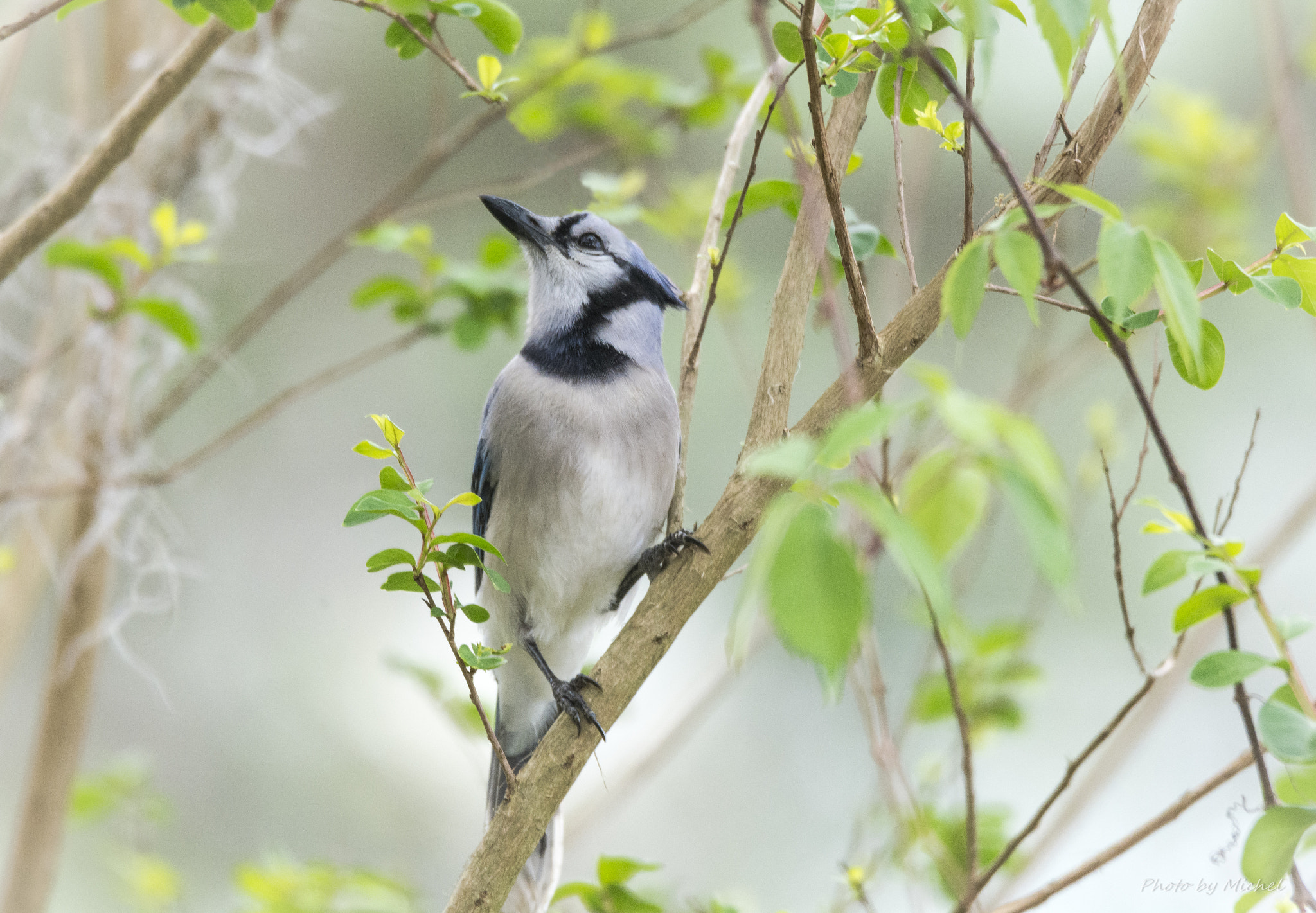 Nikon D7100 + Sigma 50mm F2.8 EX DG Macro sample photo. Blue jay photography