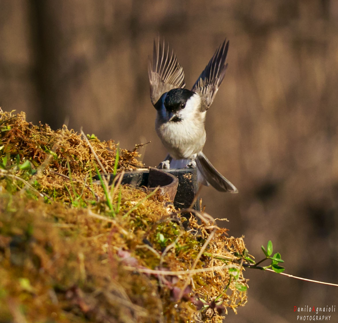 Tamron SP 150-600mm F5-6.3 Di VC USD sample photo. L'attracco della cinciabigia :) photography