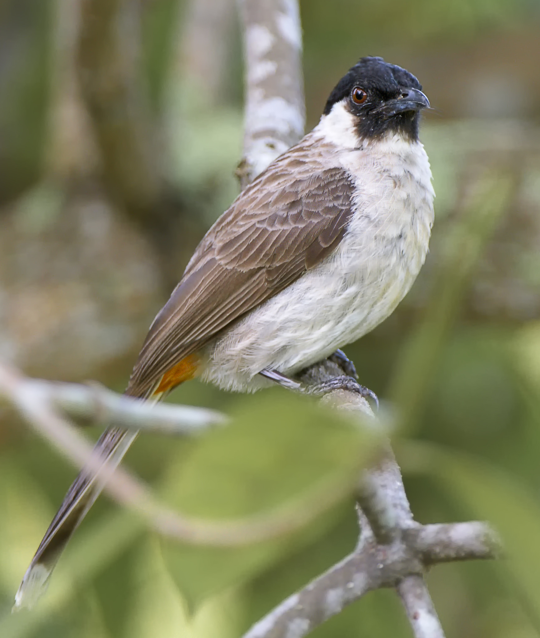 Nikon AF-S Nikkor 200-400mm F4G ED-IF VR sample photo. Sh bulbul photography