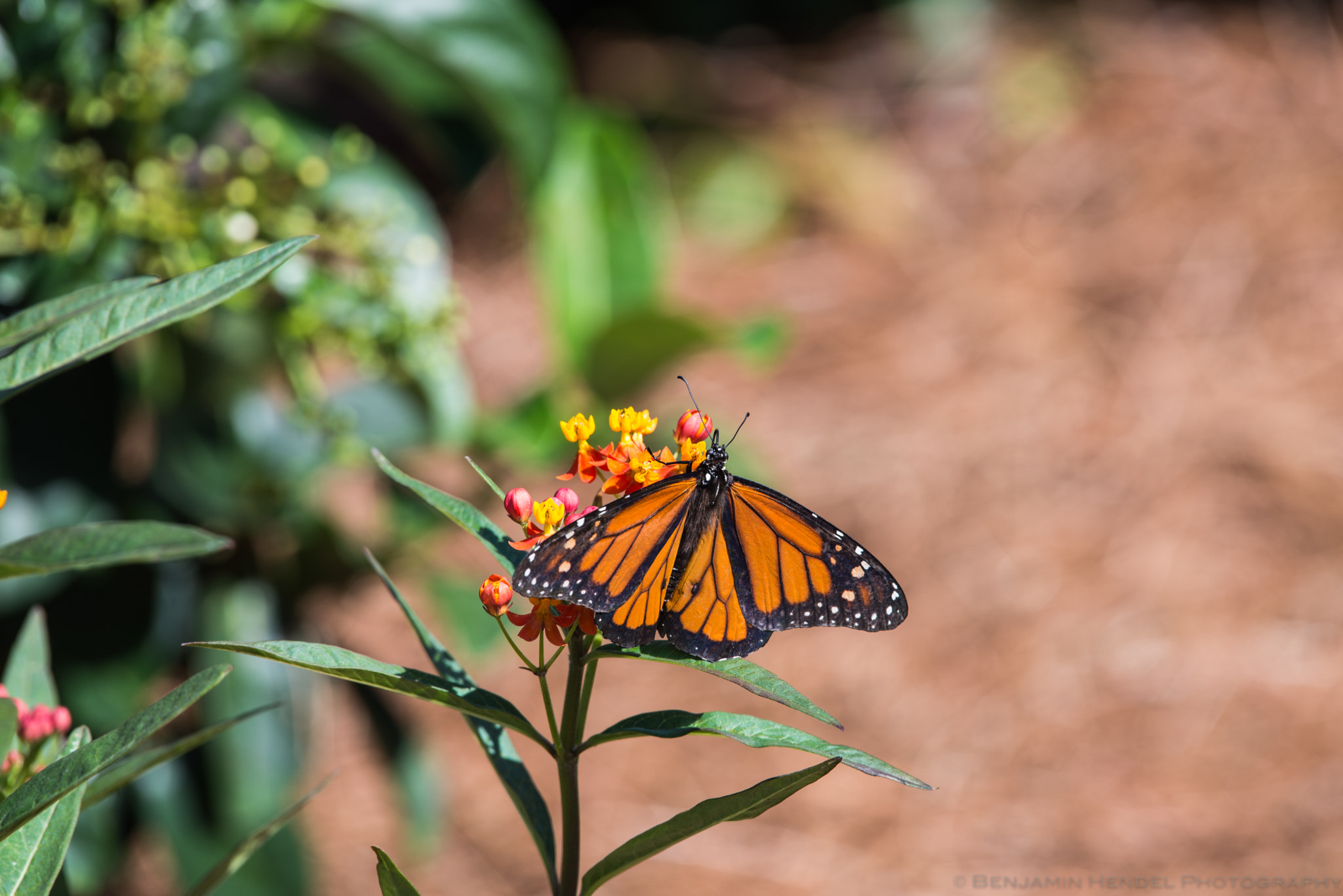 Nikon AF-S Nikkor 200-500mm F5.6E ED VR sample photo. Monarch photography