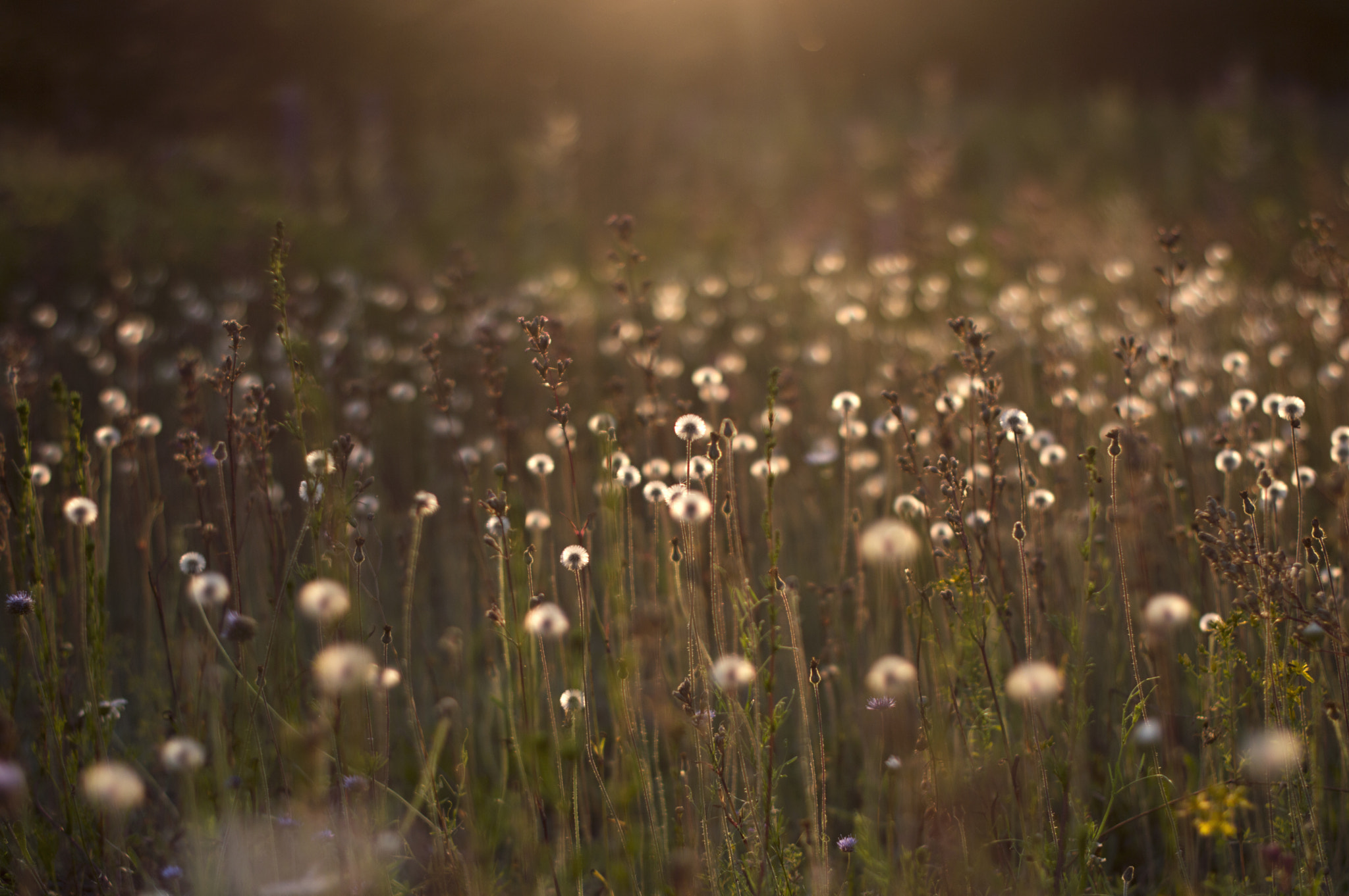 Nikon D3200 + Nikon AF-S Nikkor 50mm F1.4G sample photo. Wild nature of russia in the summer. photography