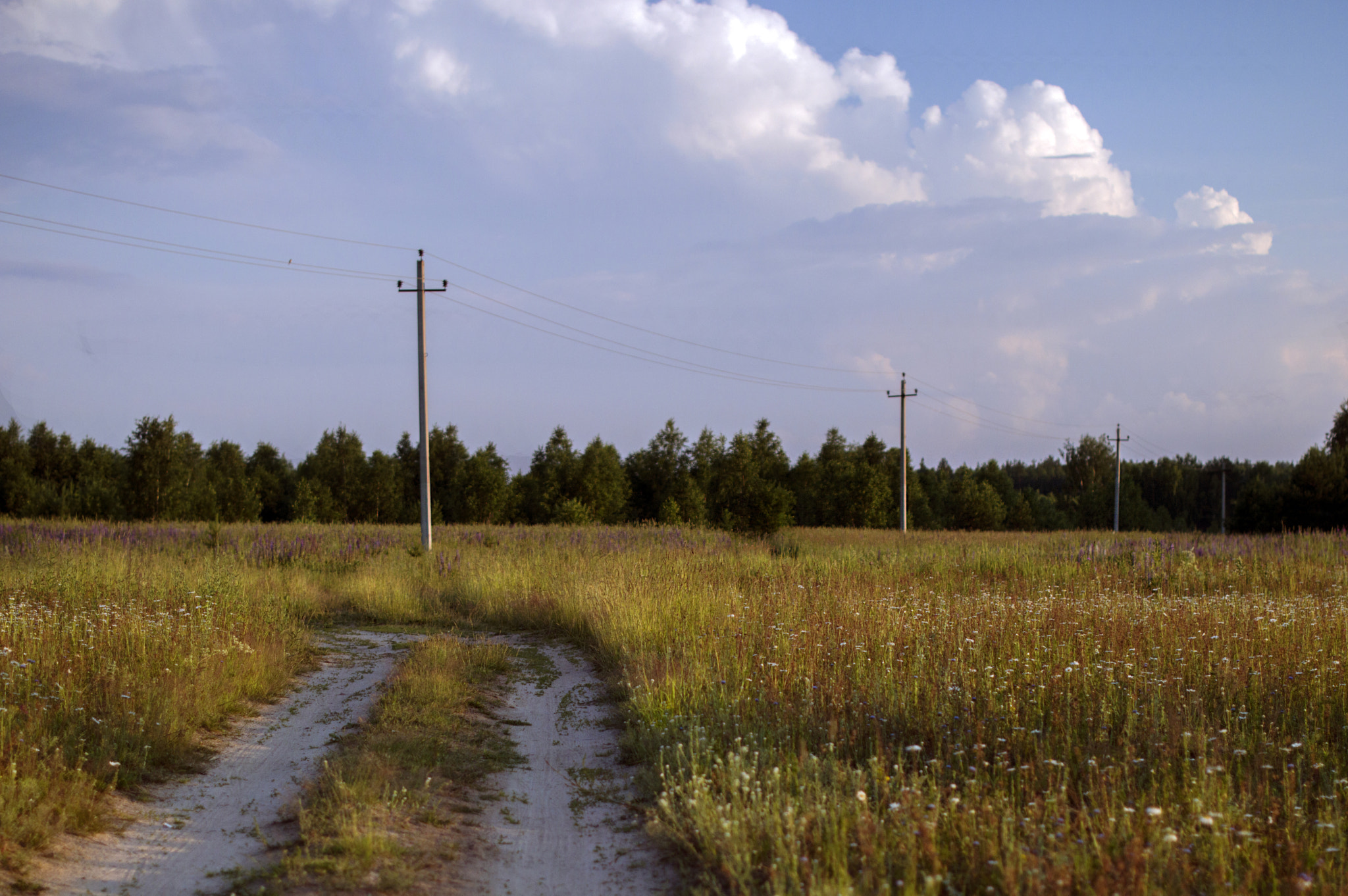 Nikon D3200 + Nikon AF-S Nikkor 50mm F1.4G sample photo. Wild nature of russia in the summer. photography