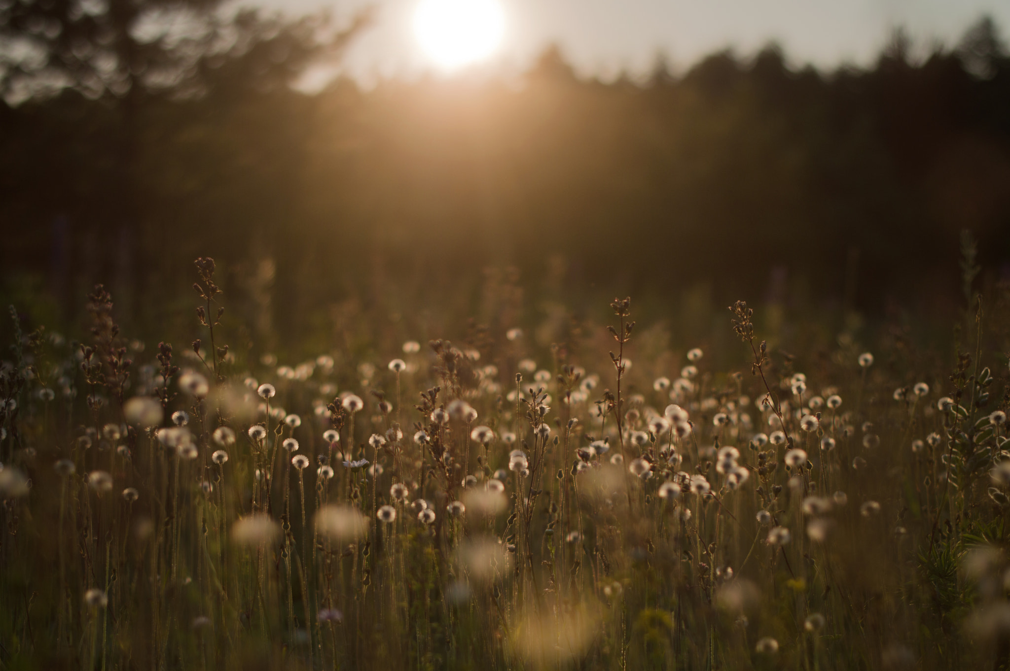 Nikon AF-S Nikkor 50mm F1.4G sample photo. Wild nature of russia in the summer. photography