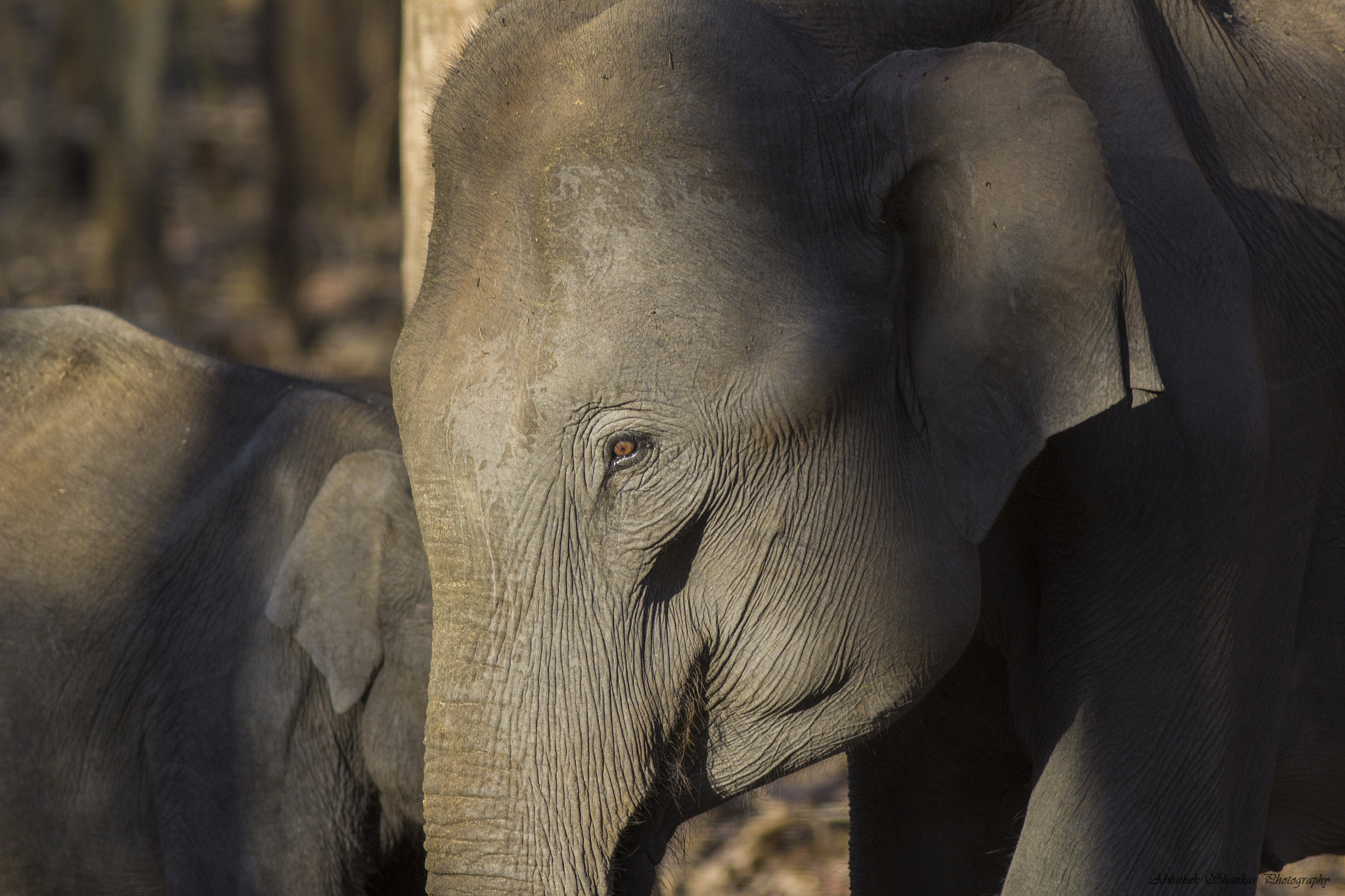 Canon EOS 1200D (EOS Rebel T5 / EOS Kiss X70 / EOS Hi) sample photo. Elephant photography