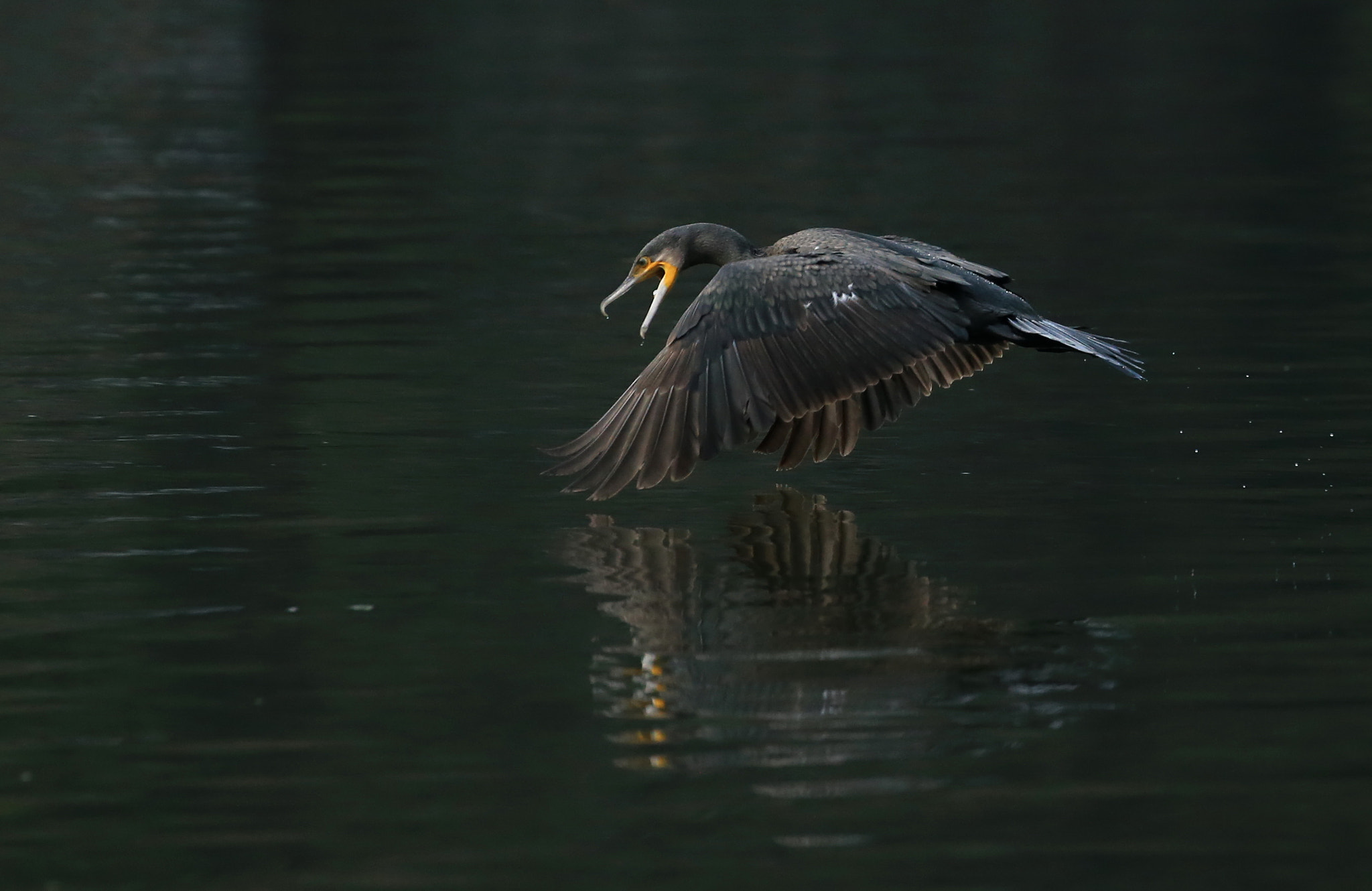 Canon EOS-1D X sample photo