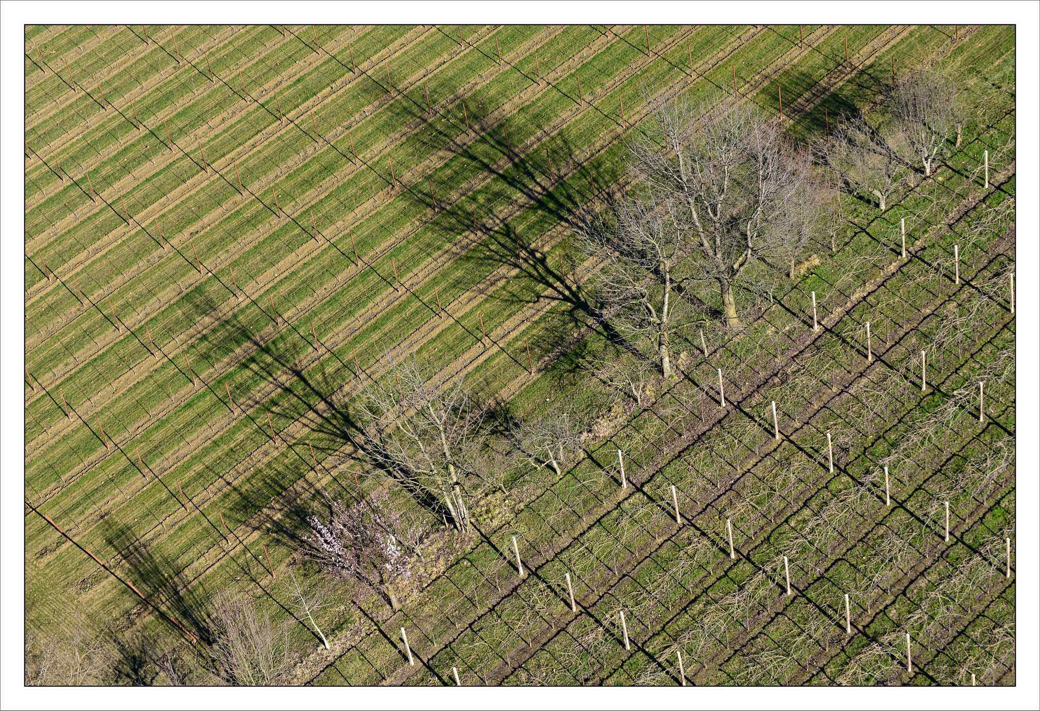 Nikon D800 sample photo. Italy spring photography