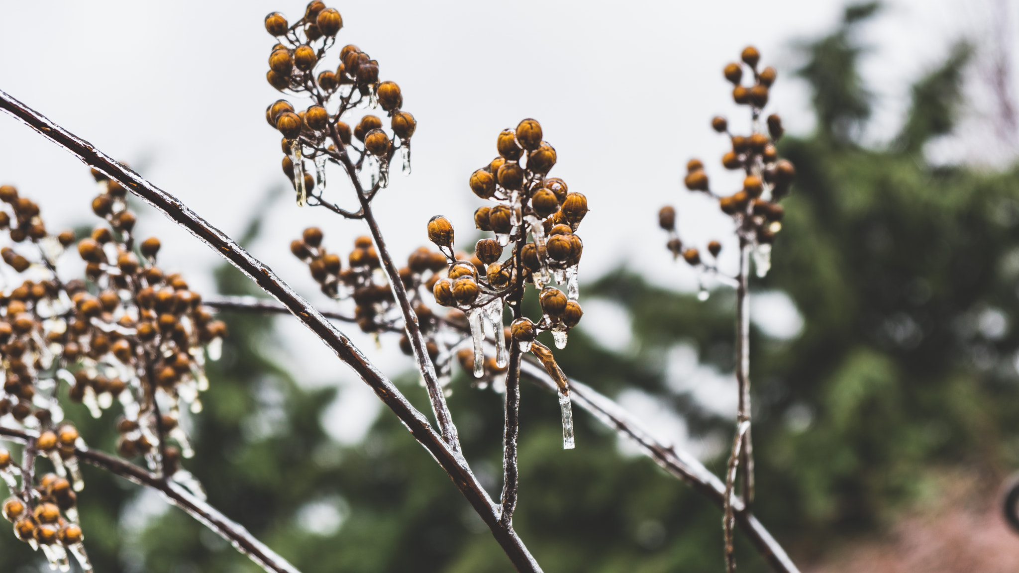 Sony a6300 + Sony Vario-Tessar T* E 16-70mm F4 ZA OSS sample photo. Frozen berries photography