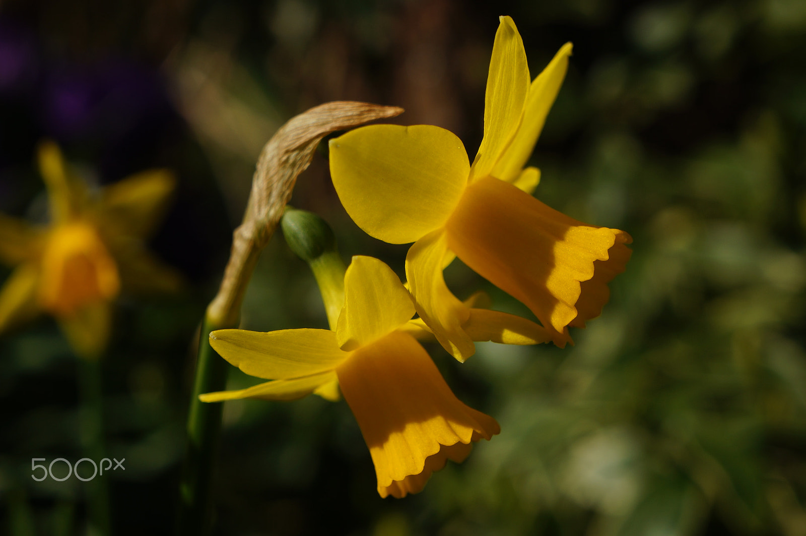 Sony E 18-55mm F3.5-5.6 OSS sample photo. Mini daffodils photography
