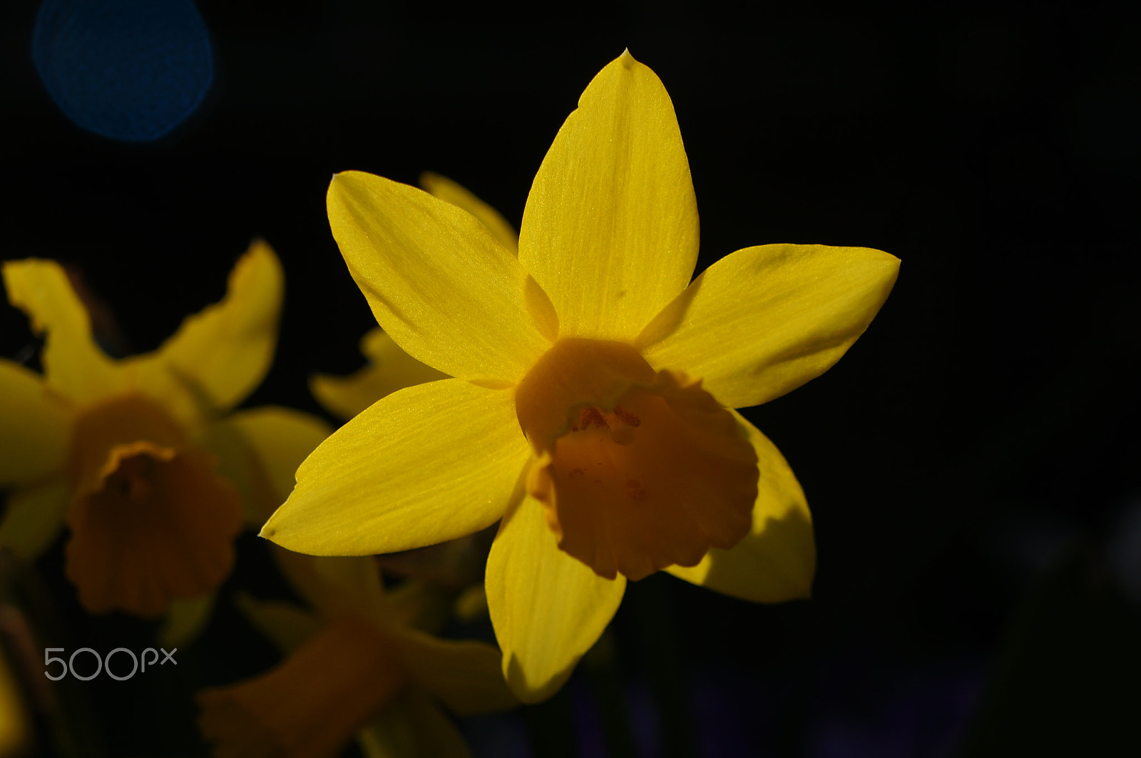 Sony E 18-55mm F3.5-5.6 OSS sample photo. Mini daffodils photography