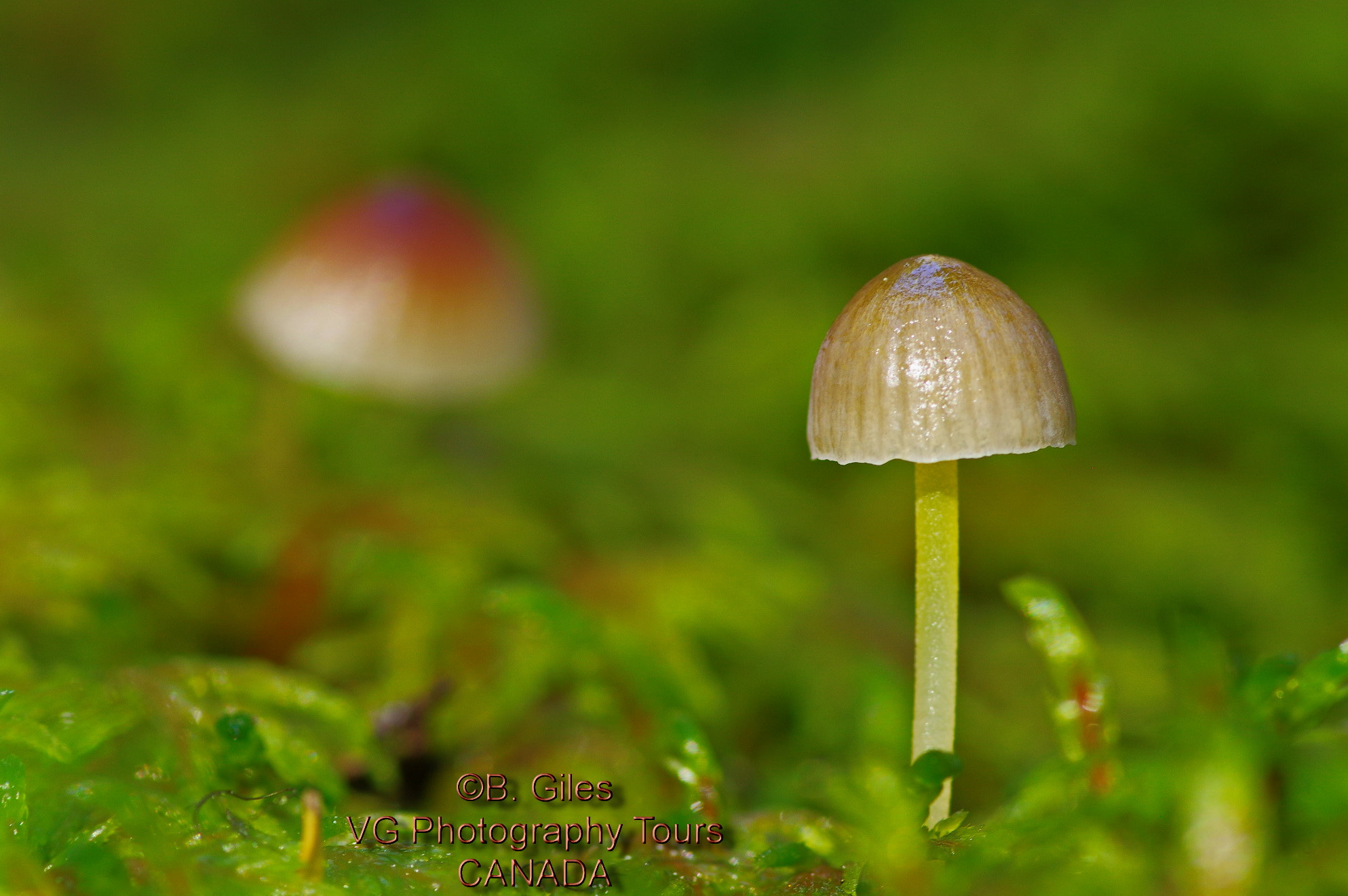 Pentax K-3 sample photo. Mountain mushroom photography