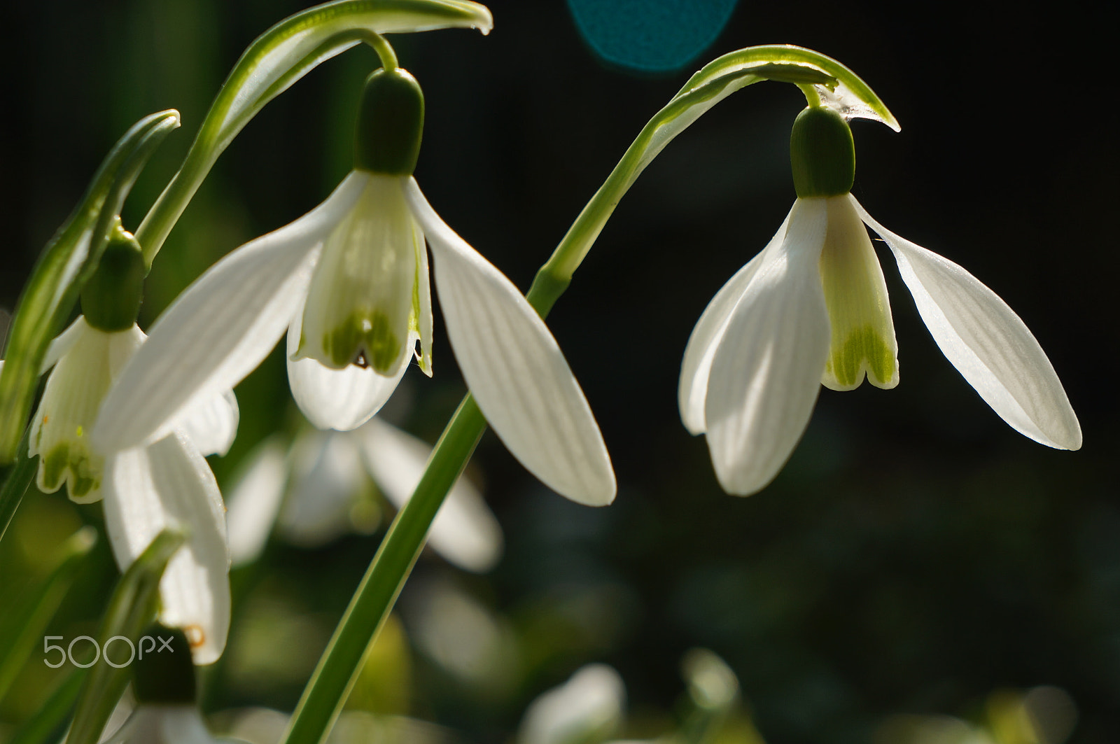 Sony E 18-55mm F3.5-5.6 OSS sample photo. Snowdrops photography