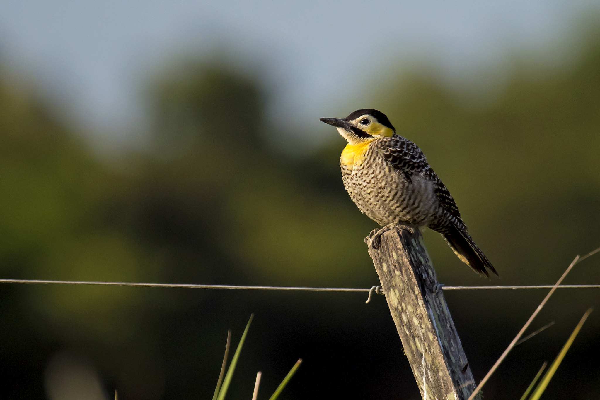 Nikon Nikkor AF-S 300mm F4E PF ED VR sample photo. Campo flicker photography