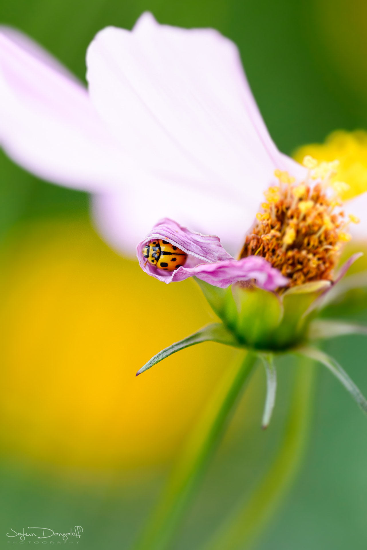 Tokina AT-X Pro 100mm F2.8 Macro sample photo. Sleeping ladybug photography