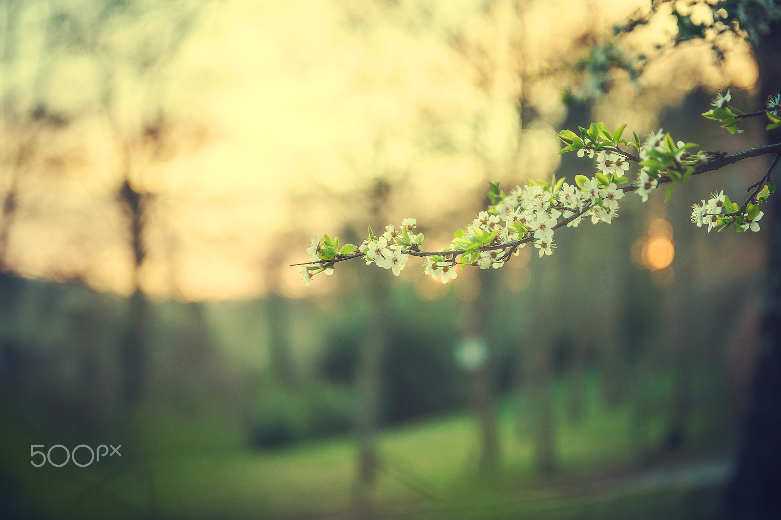 Nikon D3 sample photo. Qualcosa di giapponese photography
