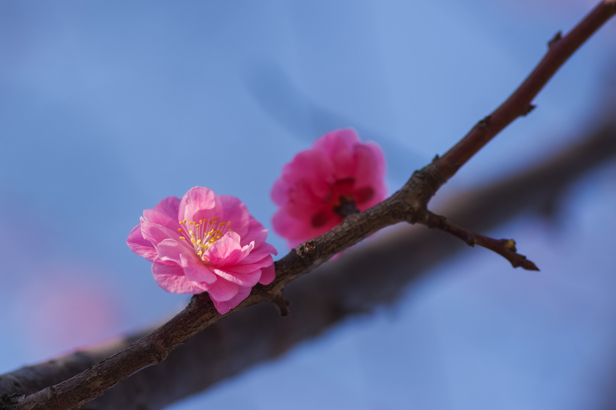 Pentax smc D-FA 100mm F2.8 Macro WR sample photo. Plum blossom
#2 photography