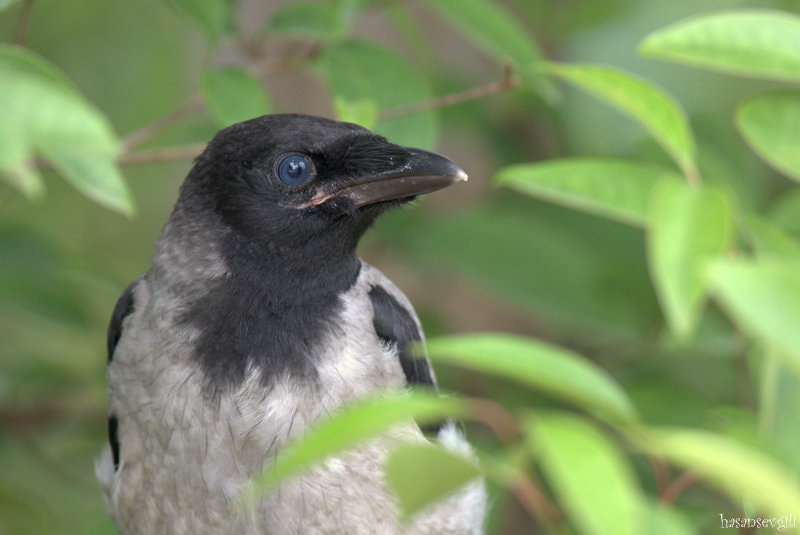 Canon EOS 7D Mark II + Canon EF 400mm F5.6L USM sample photo. Blue photography