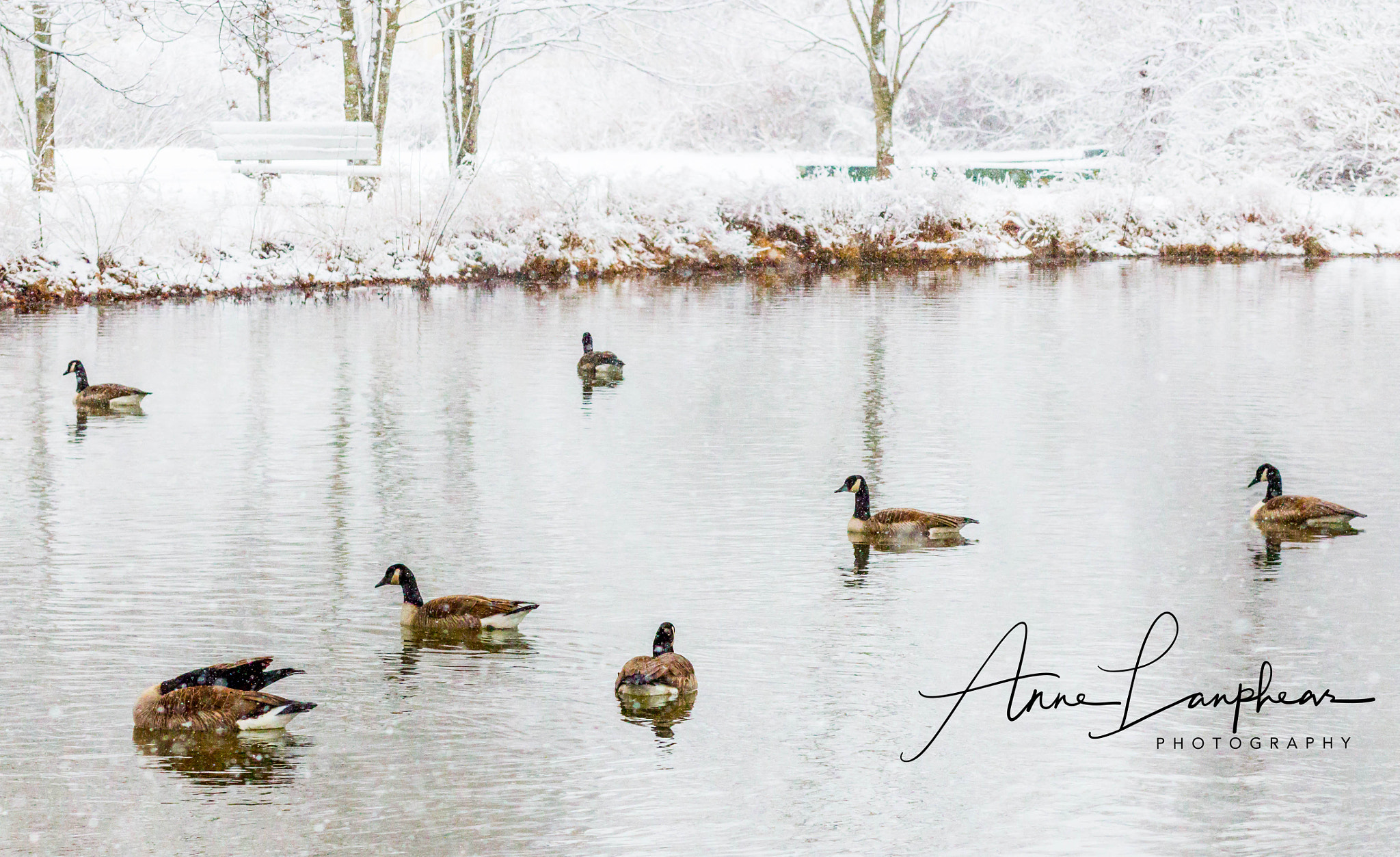 Canon EOS 700D (EOS Rebel T5i / EOS Kiss X7i) + Canon EF 85mm F1.8 USM sample photo. Winter geese photography