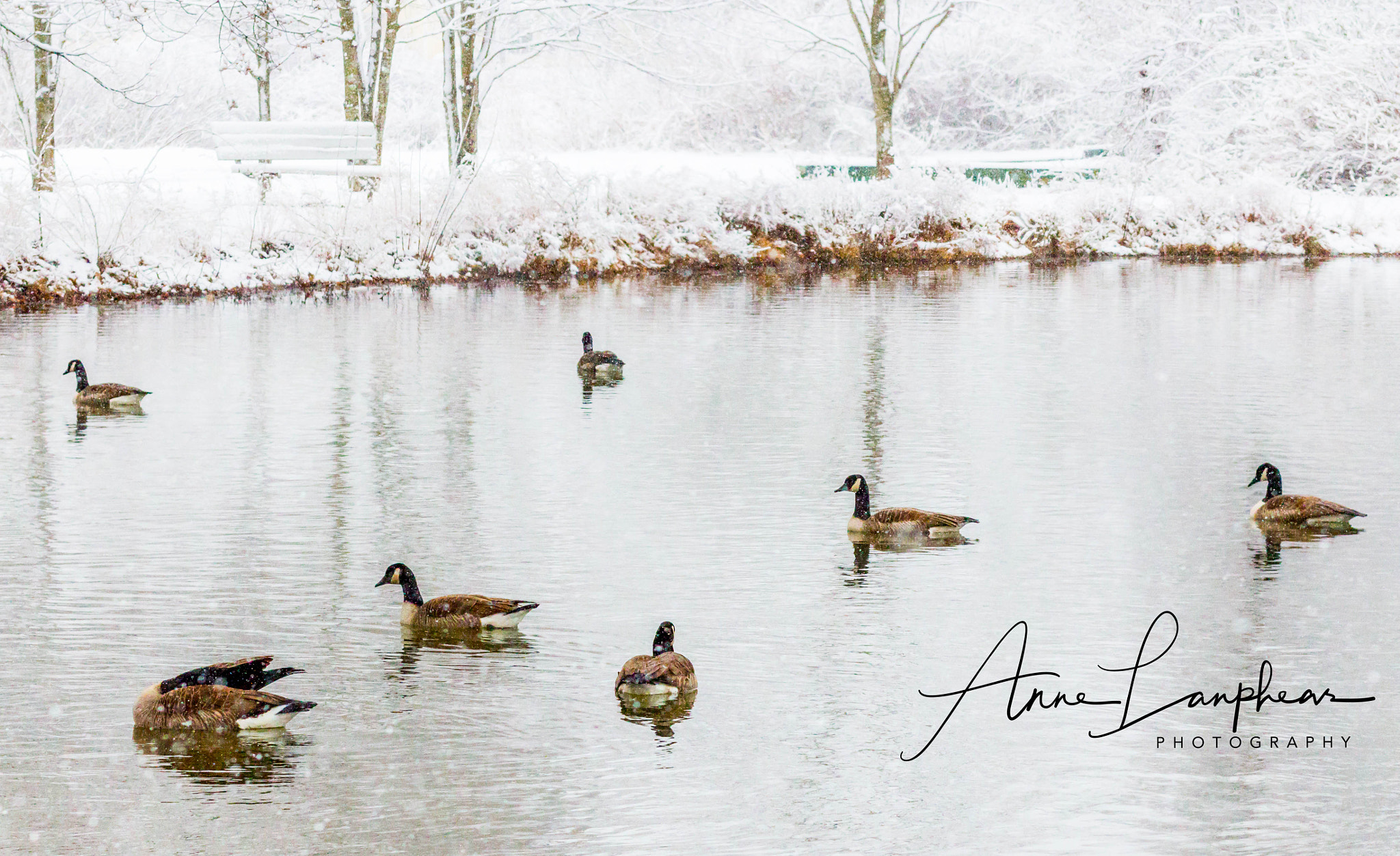 Canon EF 85mm F1.8 USM sample photo. Winter geese photography