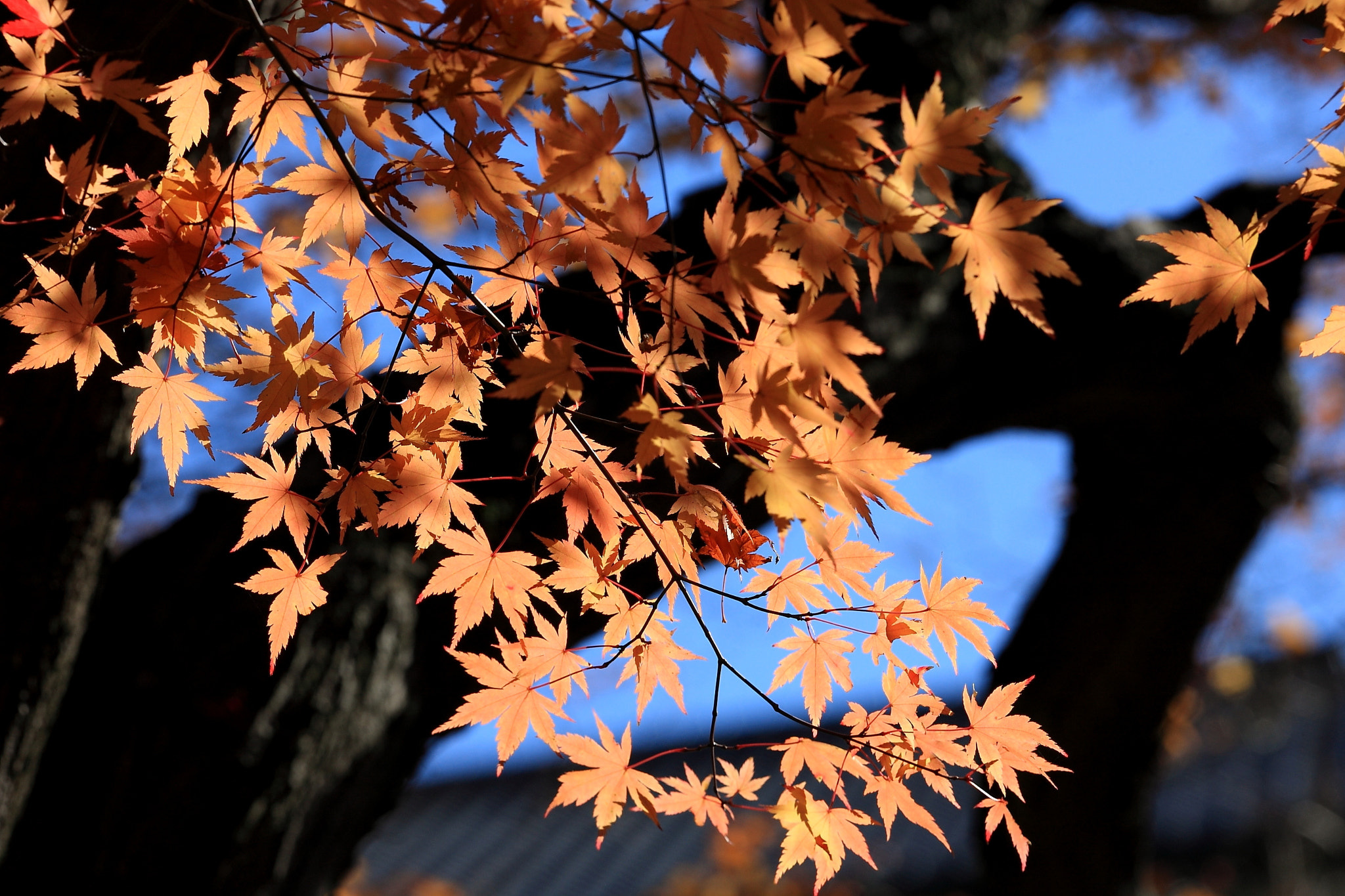 Canon EOS-1Ds Mark III sample photo. Maple photography