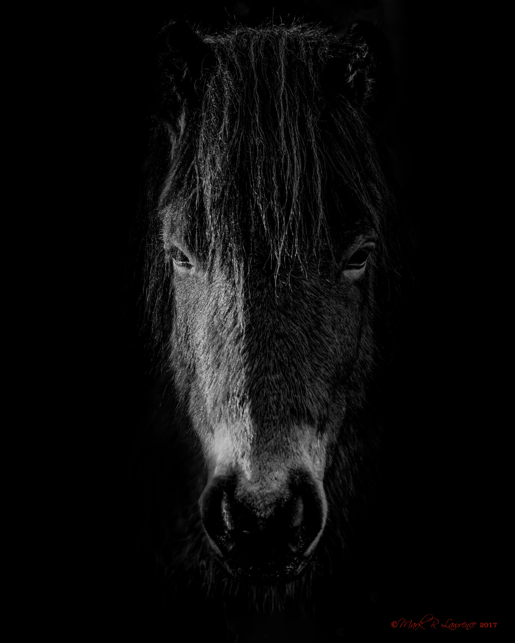 Sigma 150-600mm F5-6.3 DG OS HSM | S sample photo. Bw photography