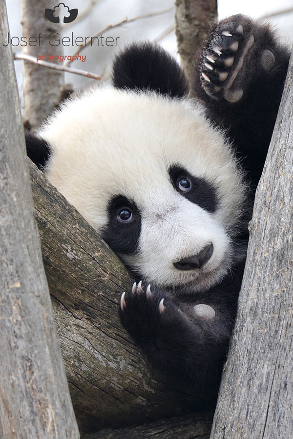 Nikon D3S sample photo. Giant panda cub photography